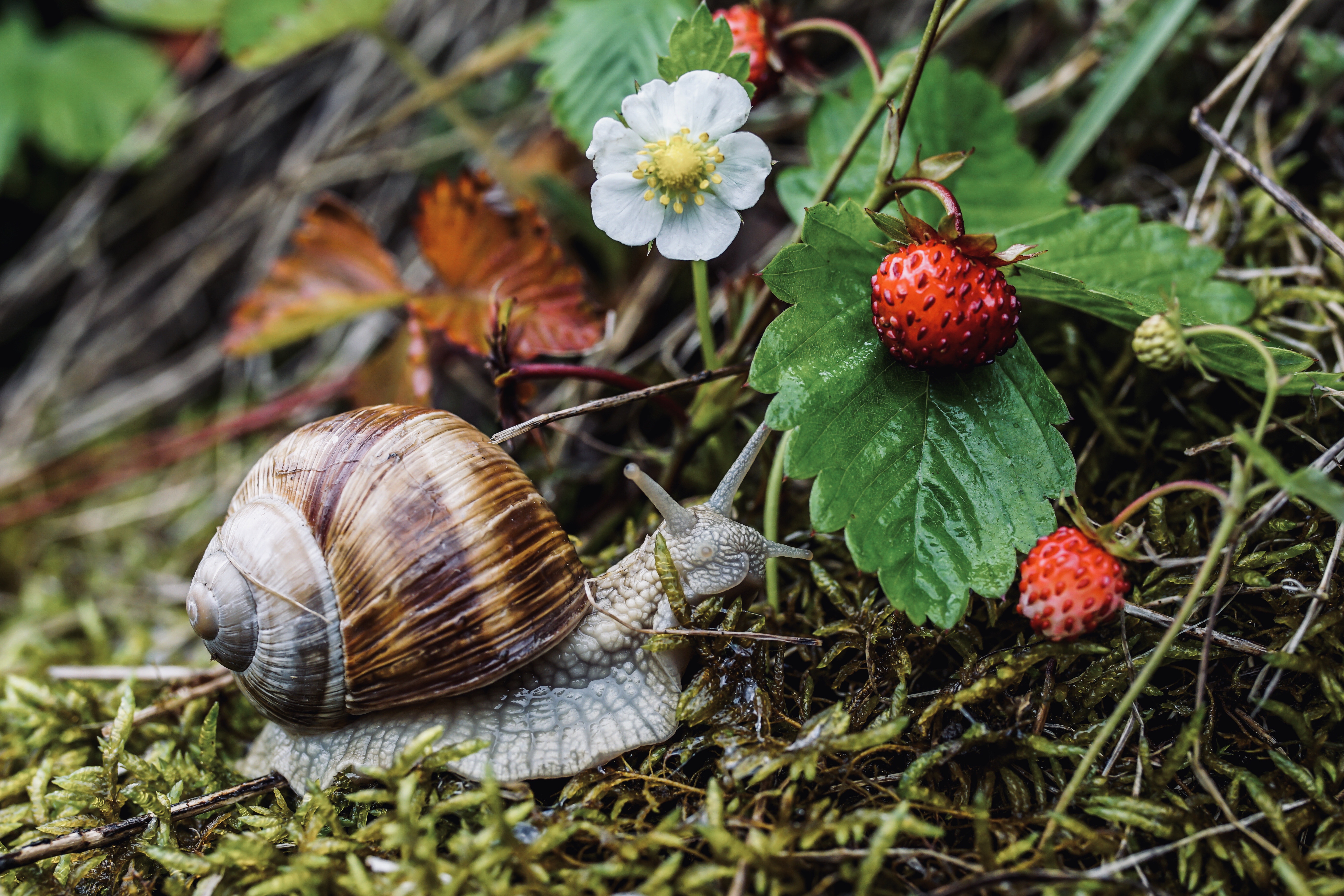 Free download wallpaper Strawberry, Animal, Moss, Snail on your PC desktop