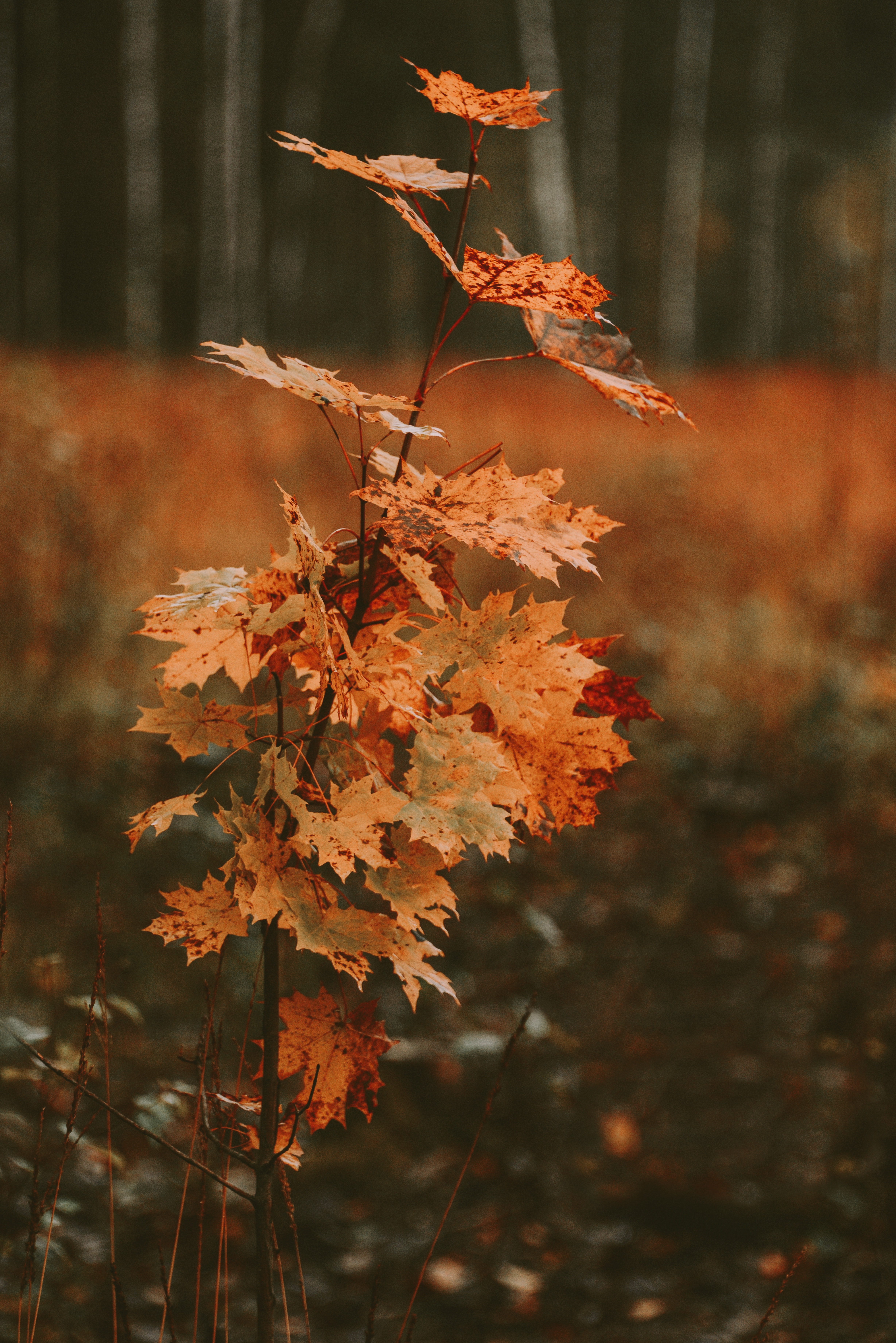 autumn, maple, dry, nature, tree, leaves, wood