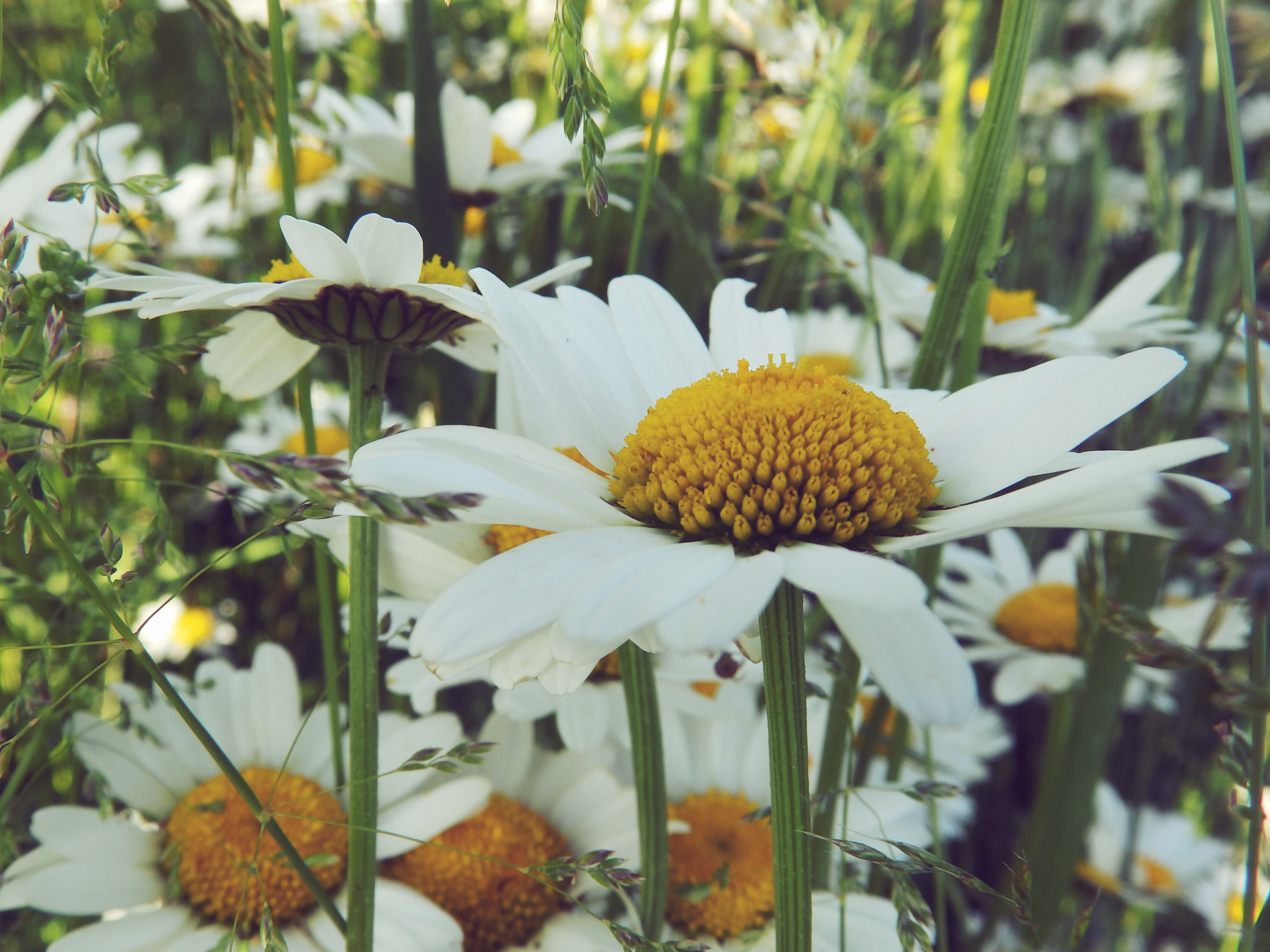Laden Sie das Natur, Blumen, Blume, Nahansicht, Gänseblümchen, Weiße Blume, Erde/natur-Bild kostenlos auf Ihren PC-Desktop herunter