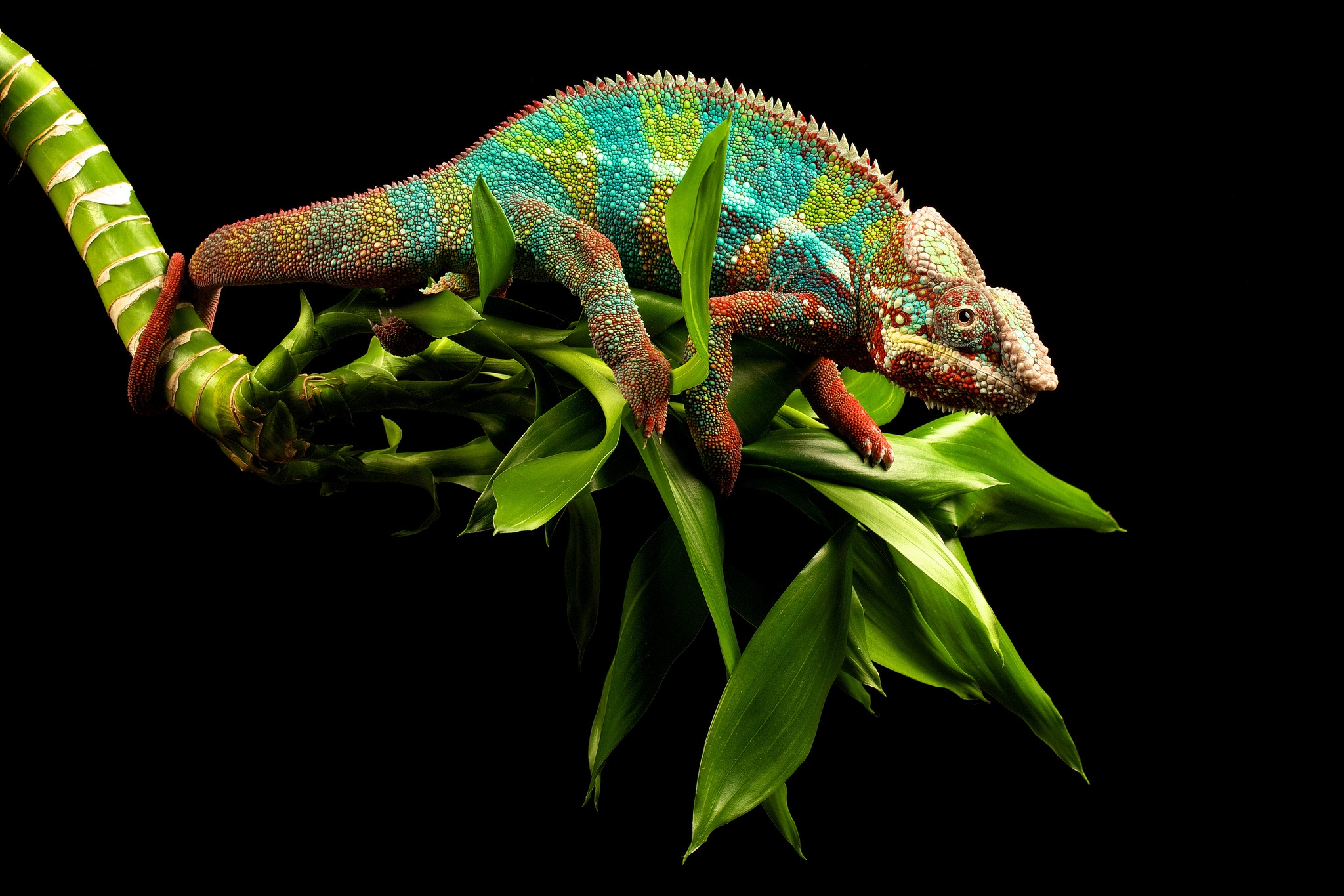 animals, chameleon, branches, reptile HD wallpaper