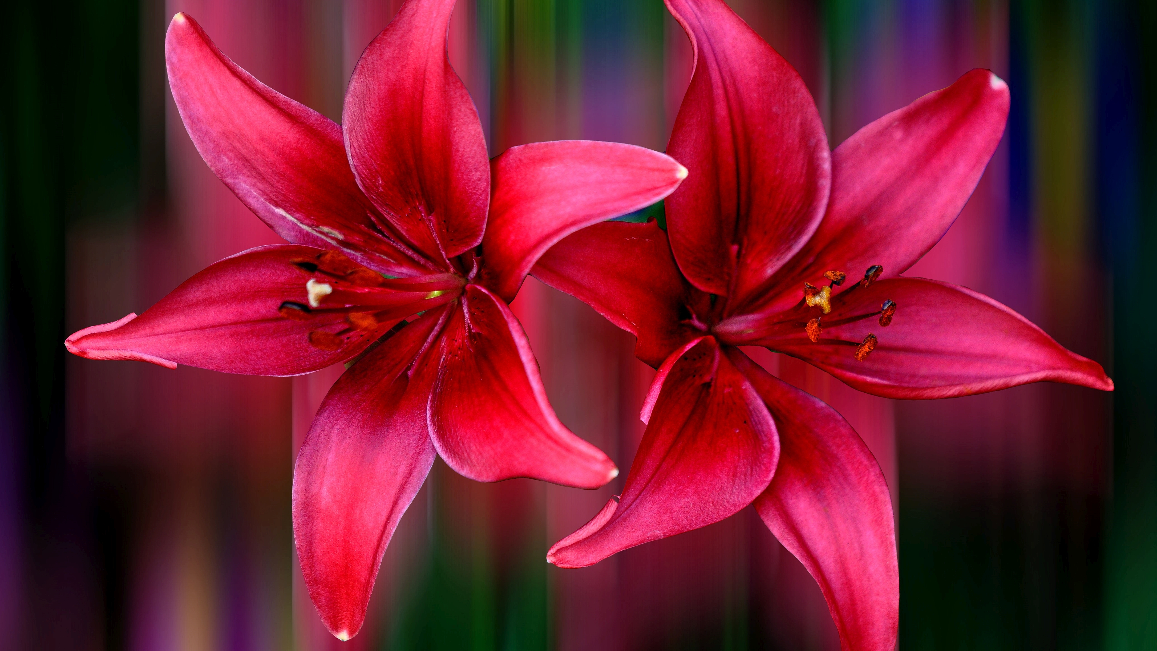 PCデスクトップにフラワーズ, 花, リリー, 芸術的, ピンクの花画像を無料でダウンロード