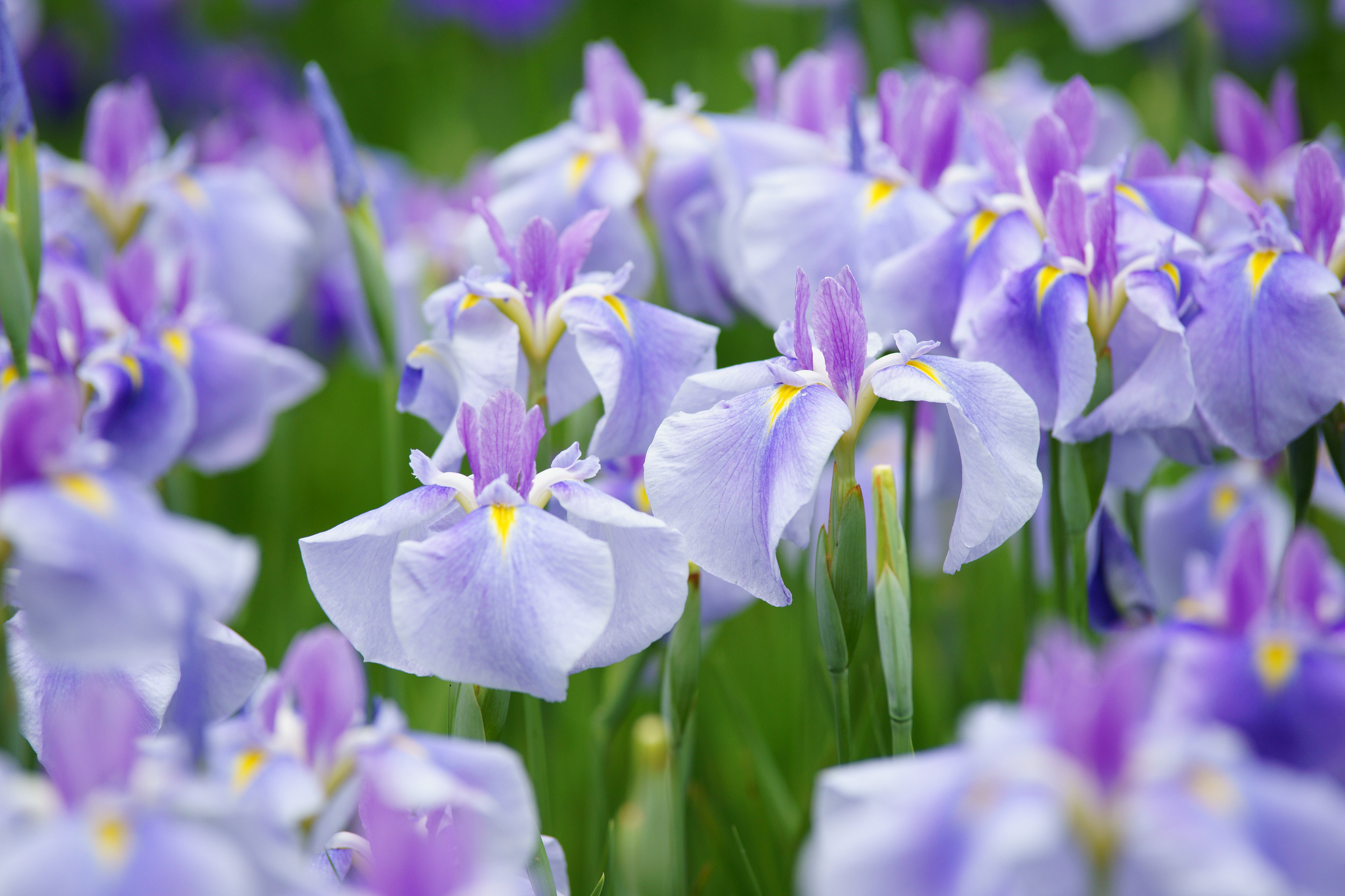Download mobile wallpaper Nature, Flowers, Iris, Flower, Earth, Purple Flower for free.