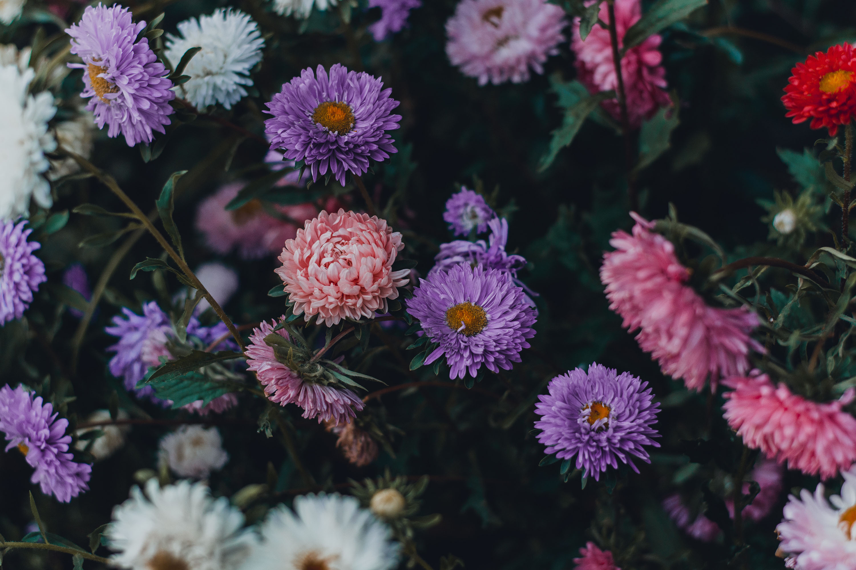 Téléchargez gratuitement l'image Fleurs, Fleur, Terre/nature sur le bureau de votre PC