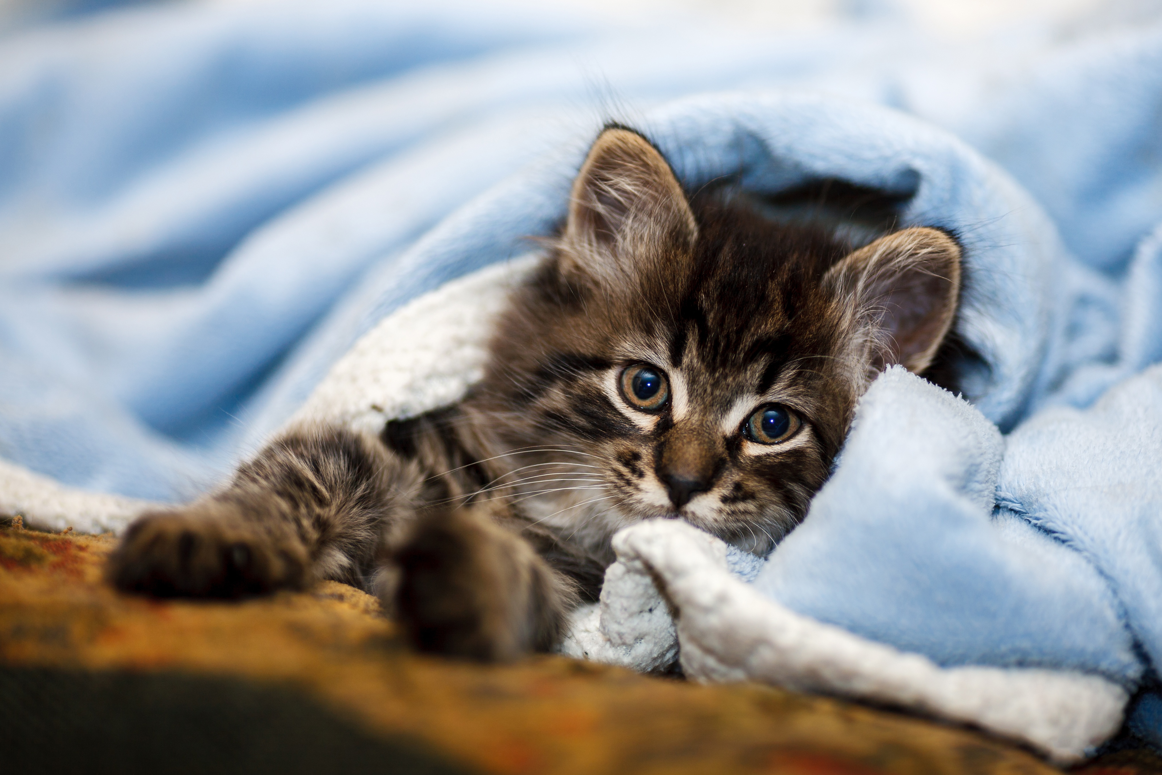 Téléchargez gratuitement l'image Animaux, Chats, Chat, Chaton, Bébé Animal sur le bureau de votre PC