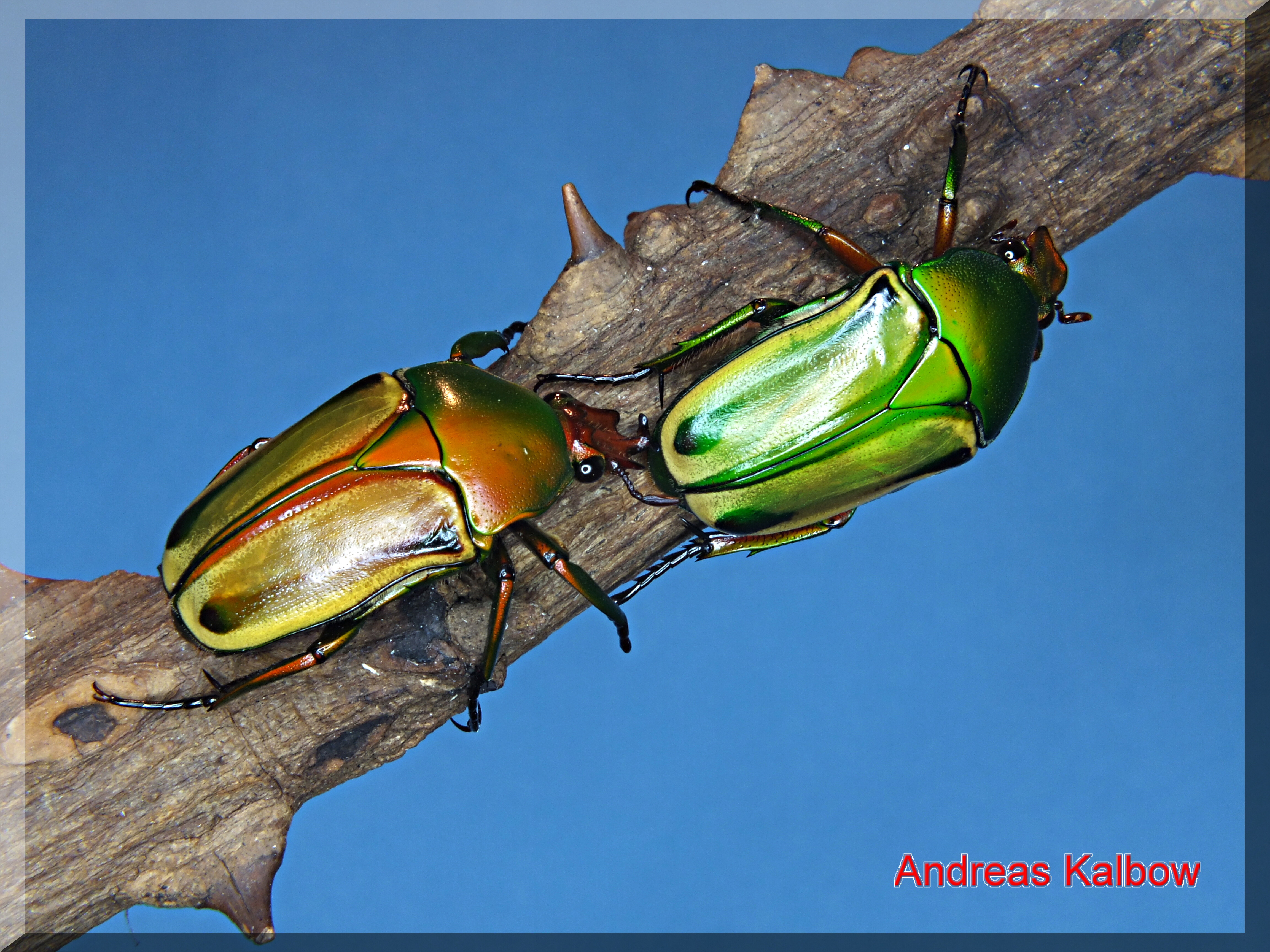 Laden Sie das Tiere, Käfer-Bild kostenlos auf Ihren PC-Desktop herunter