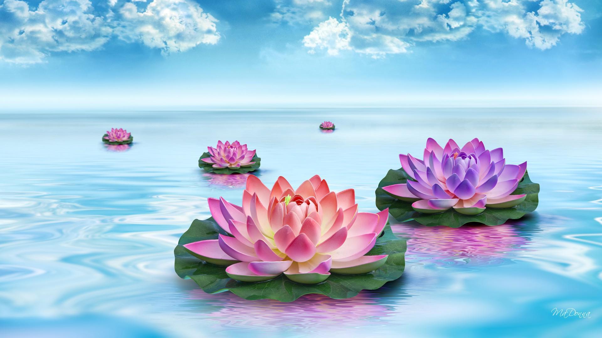 Laden Sie das Fantasie, Horizont, Blume, Farben, Seerose, Künstlerisch, Lila Blume-Bild kostenlos auf Ihren PC-Desktop herunter