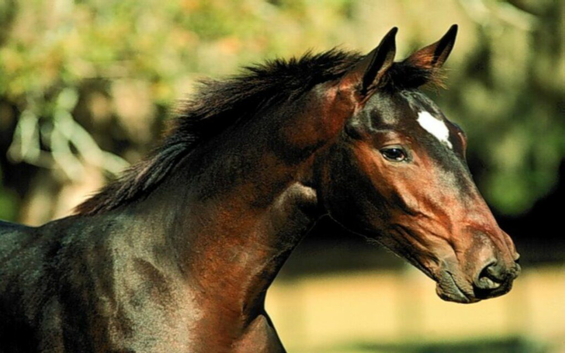 Baixe gratuitamente a imagem Animais, Cavalo na área de trabalho do seu PC