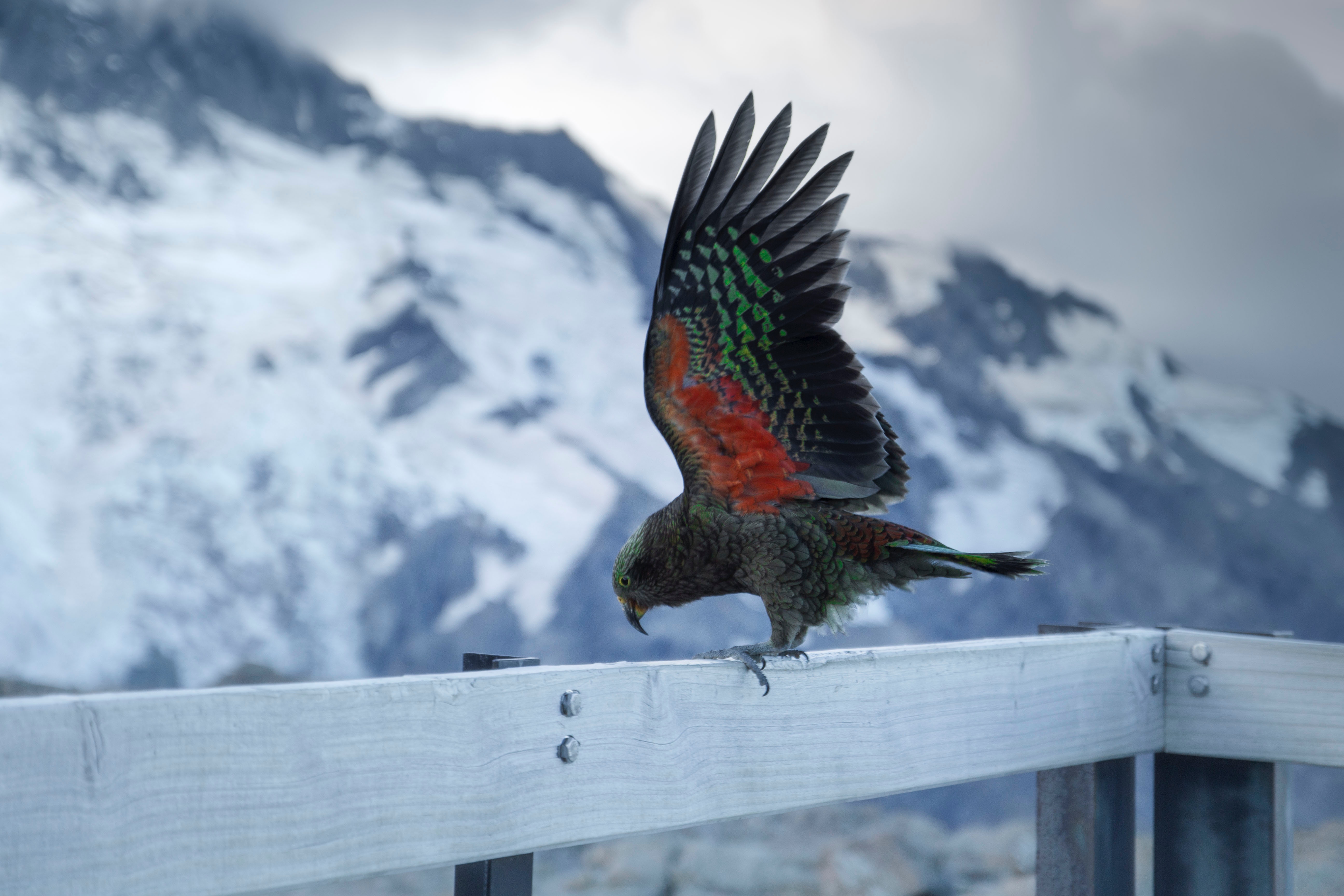 100534 скачать обои животные, попугаи, птица, взмах, кеа, альпийский попугай - заставки и картинки бесплатно