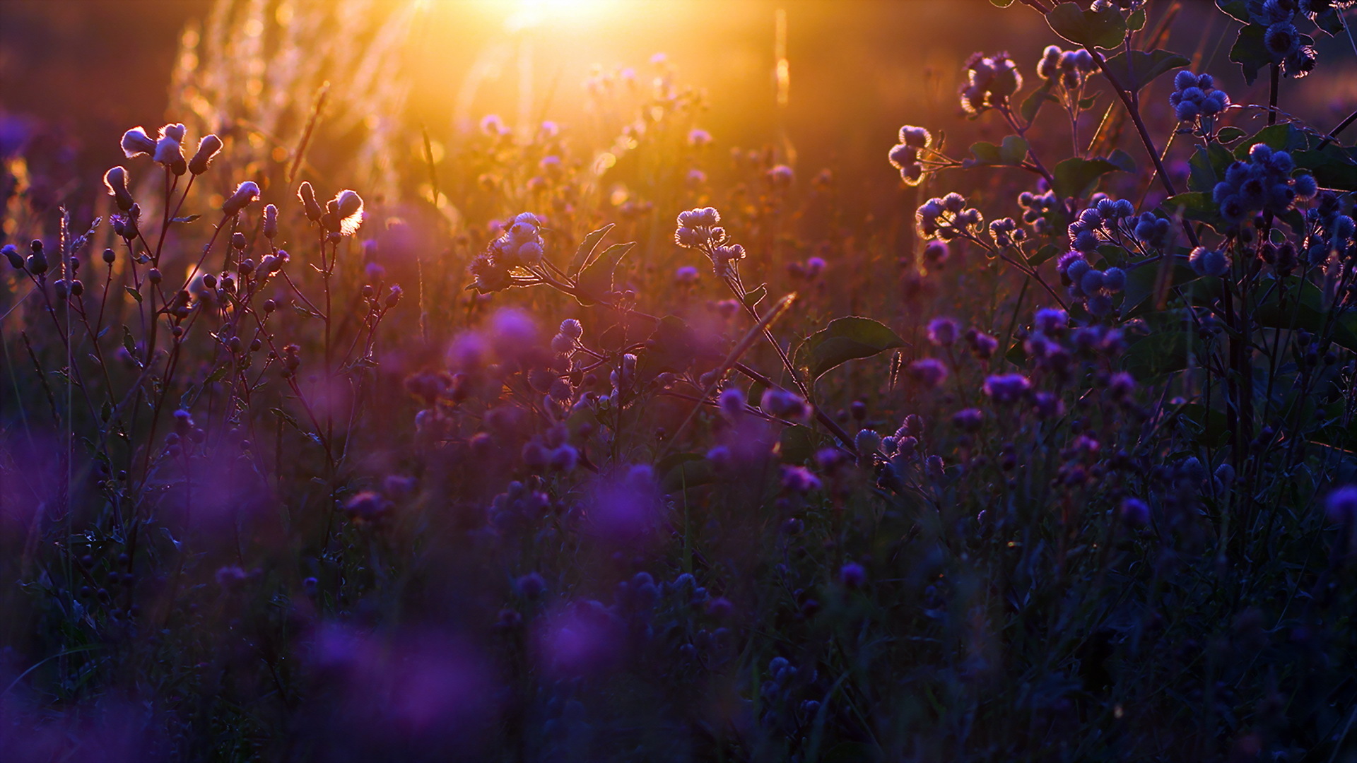 Free download wallpaper Summer, Flower, Earth, Sunlight, Meadow on your PC desktop