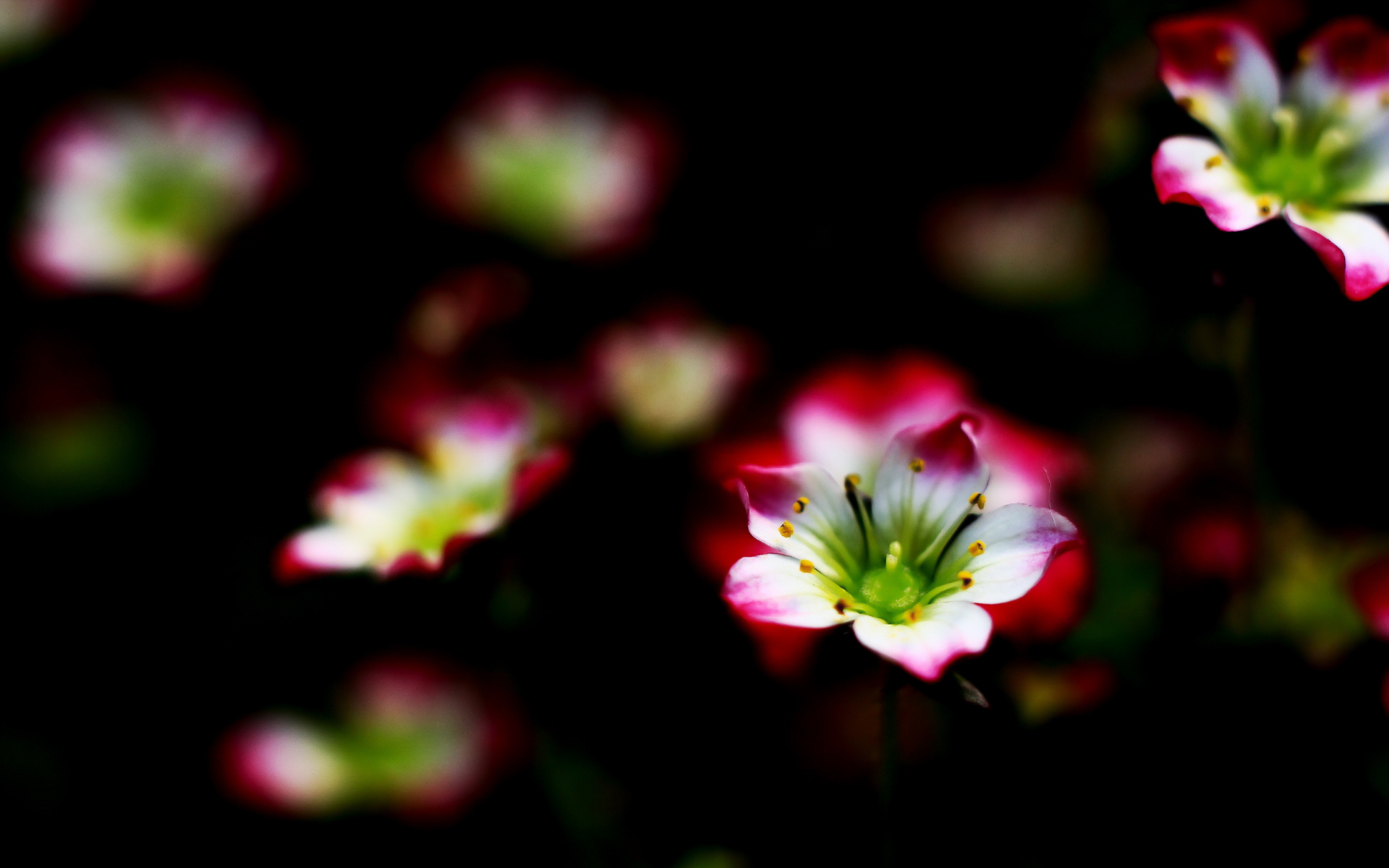 Flowers  8k Backgrounds