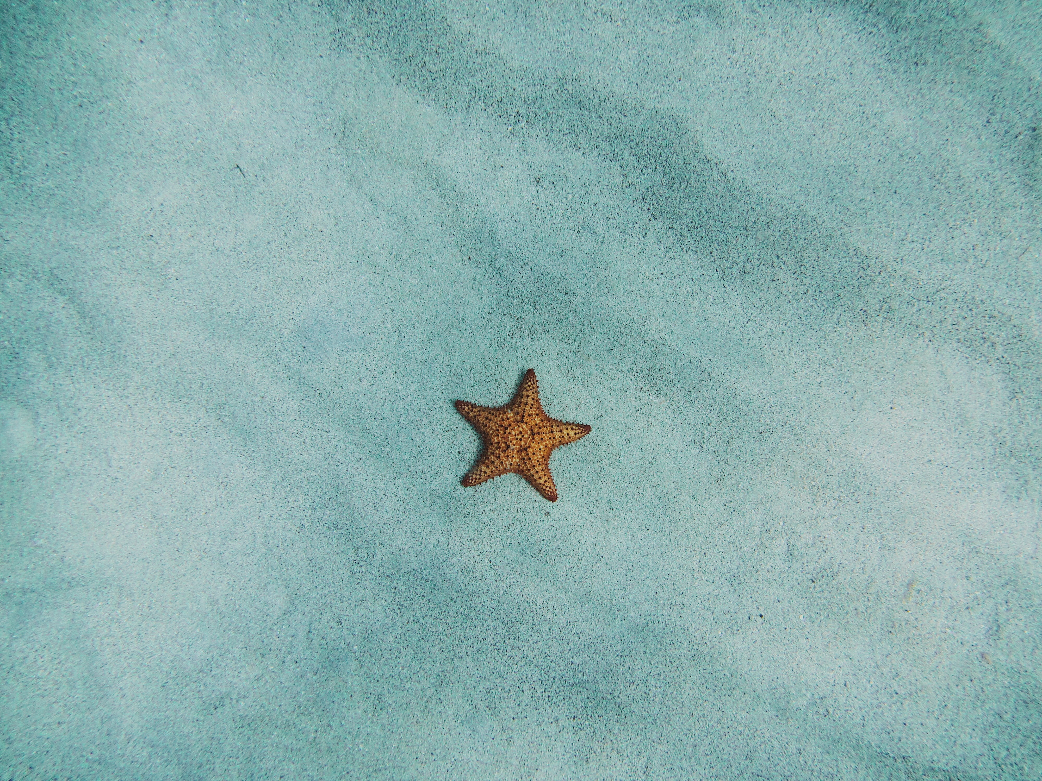 minimalism, starfish, sand, surface