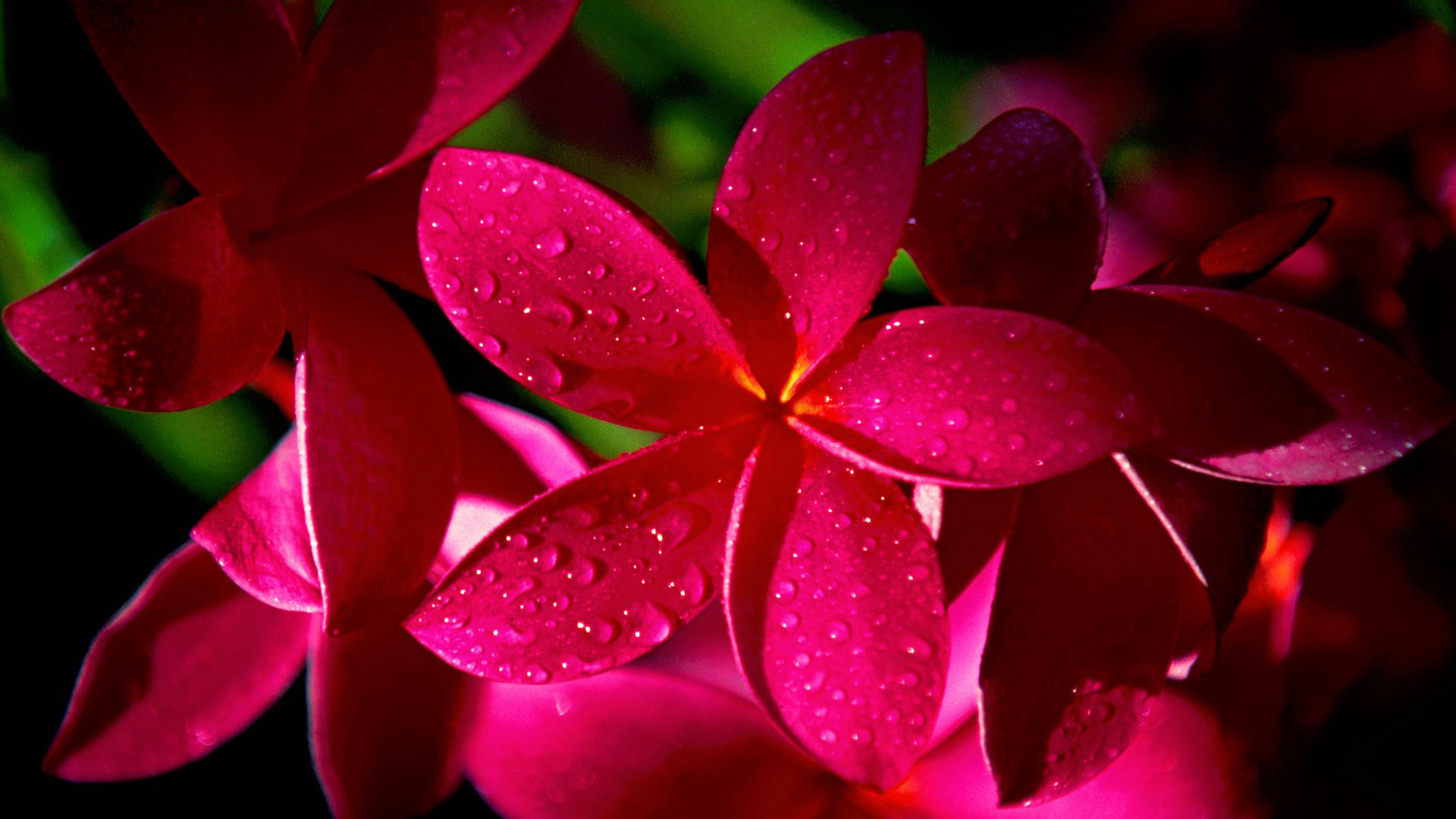 earth, frangipani, close up, flower, nature, pink flower, plumeria, water drop