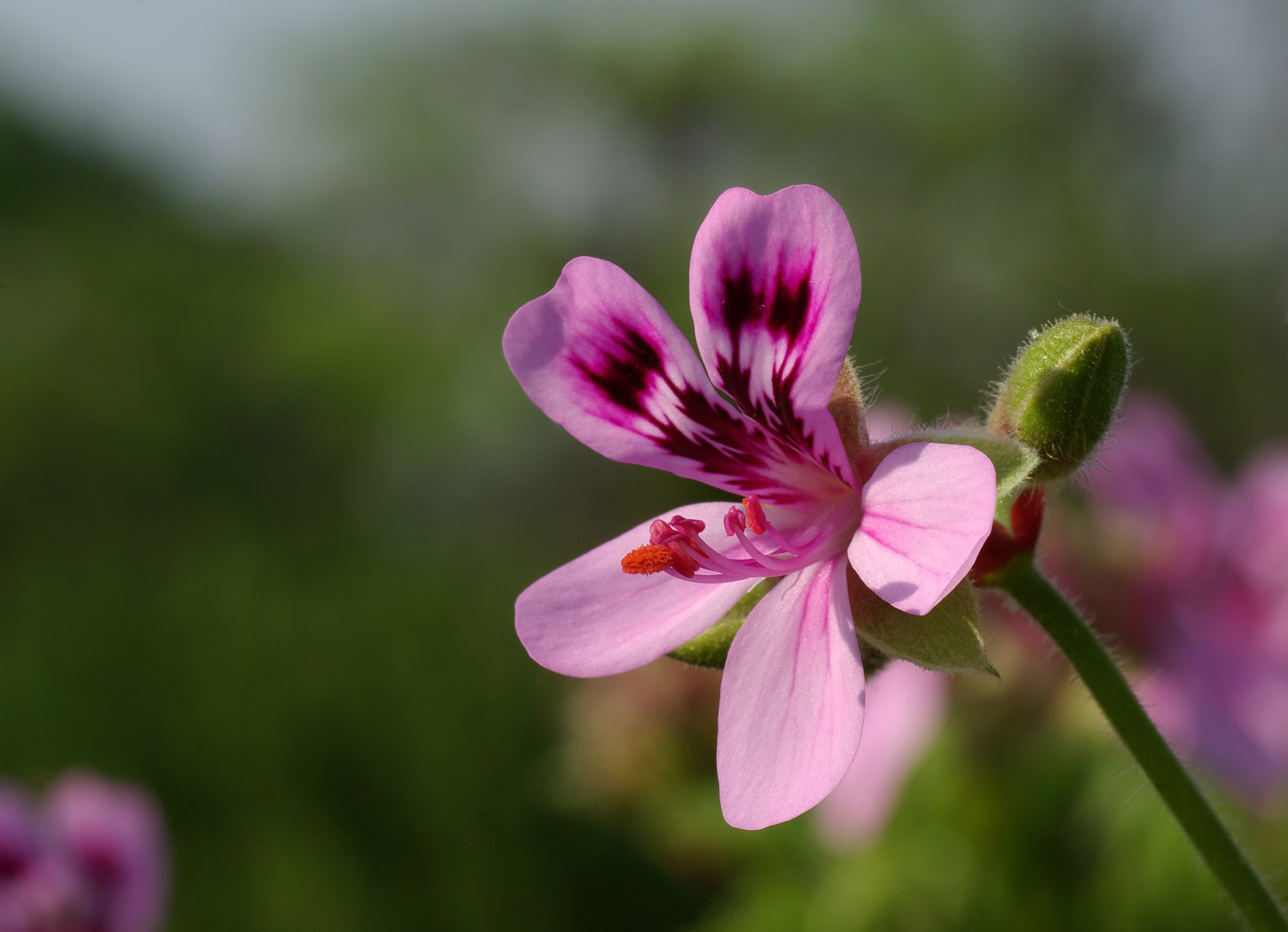 Laden Sie das Blumen, Blume, Knospe, Bokeh, Erde/natur, Pinke Blume-Bild kostenlos auf Ihren PC-Desktop herunter