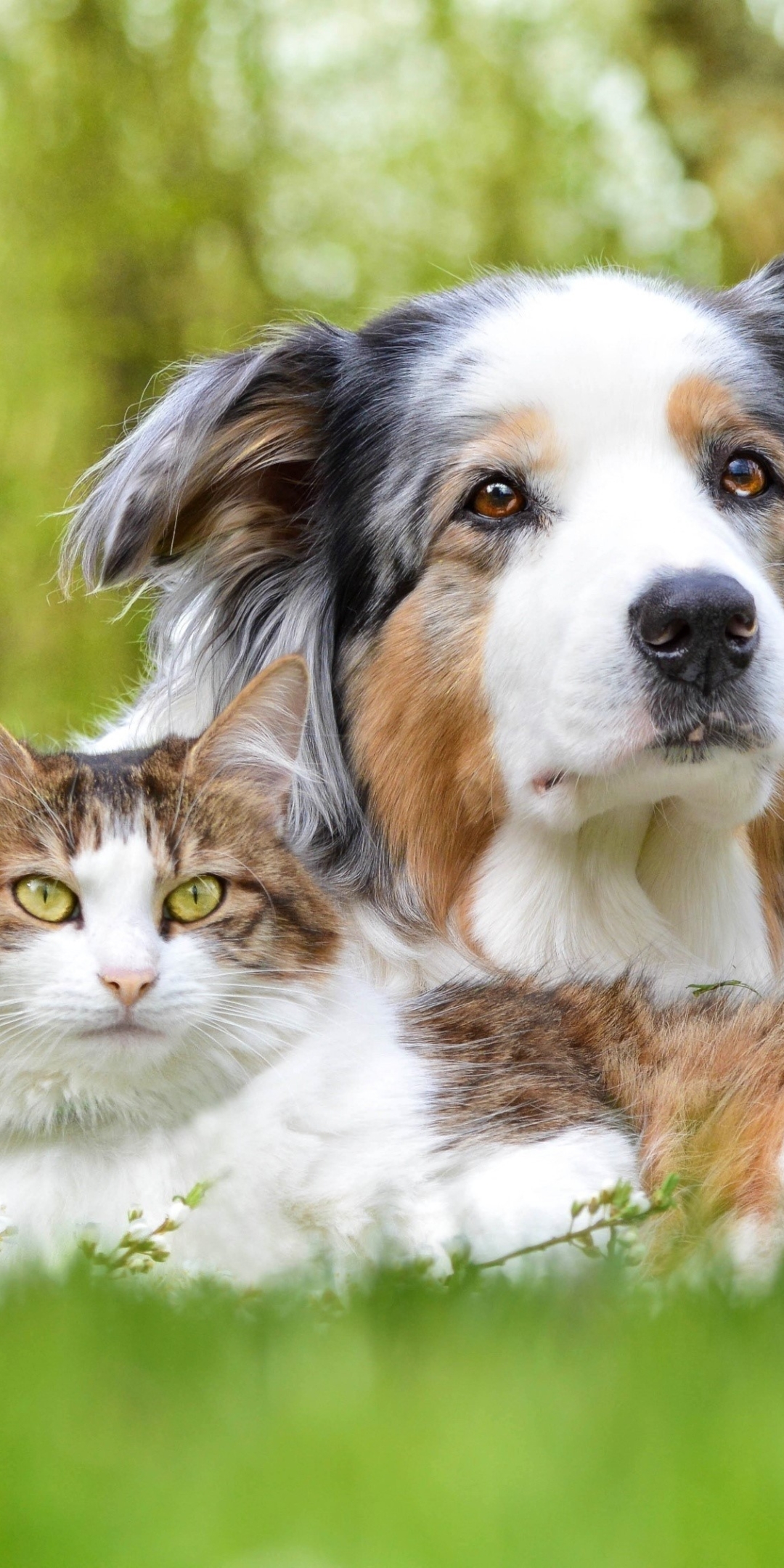 Download mobile wallpaper Cat, Dog, Animal, Australian Shepherd, Cute, Cat & Dog for free.