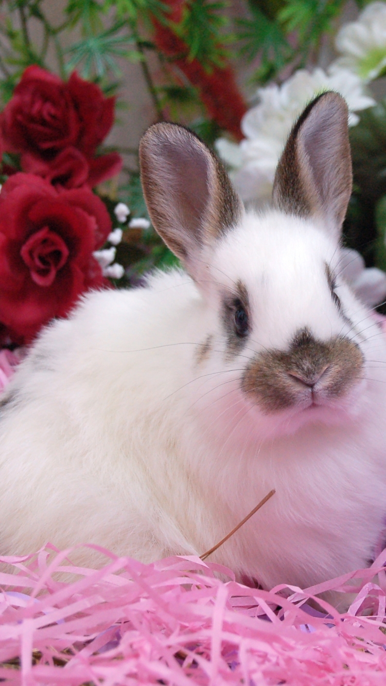 Téléchargez des papiers peints mobile Animaux, Lapin gratuitement.