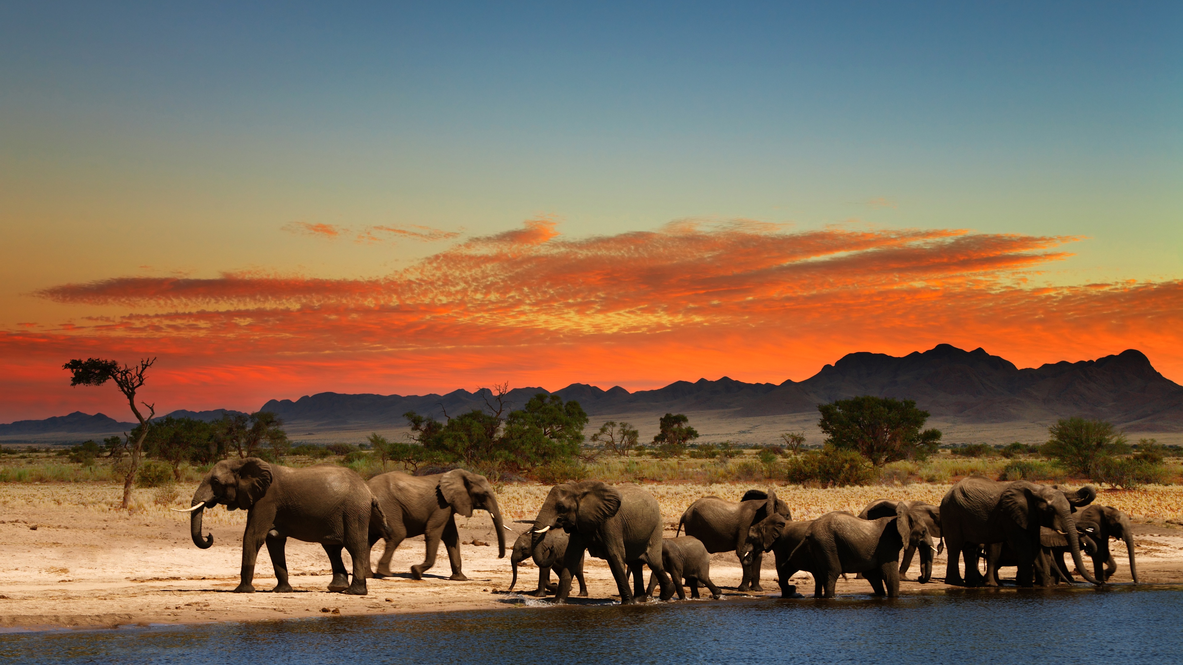 Download mobile wallpaper Landscape, Animal, Elephant, Savannah, Baby Animal, African Bush Elephant for free.