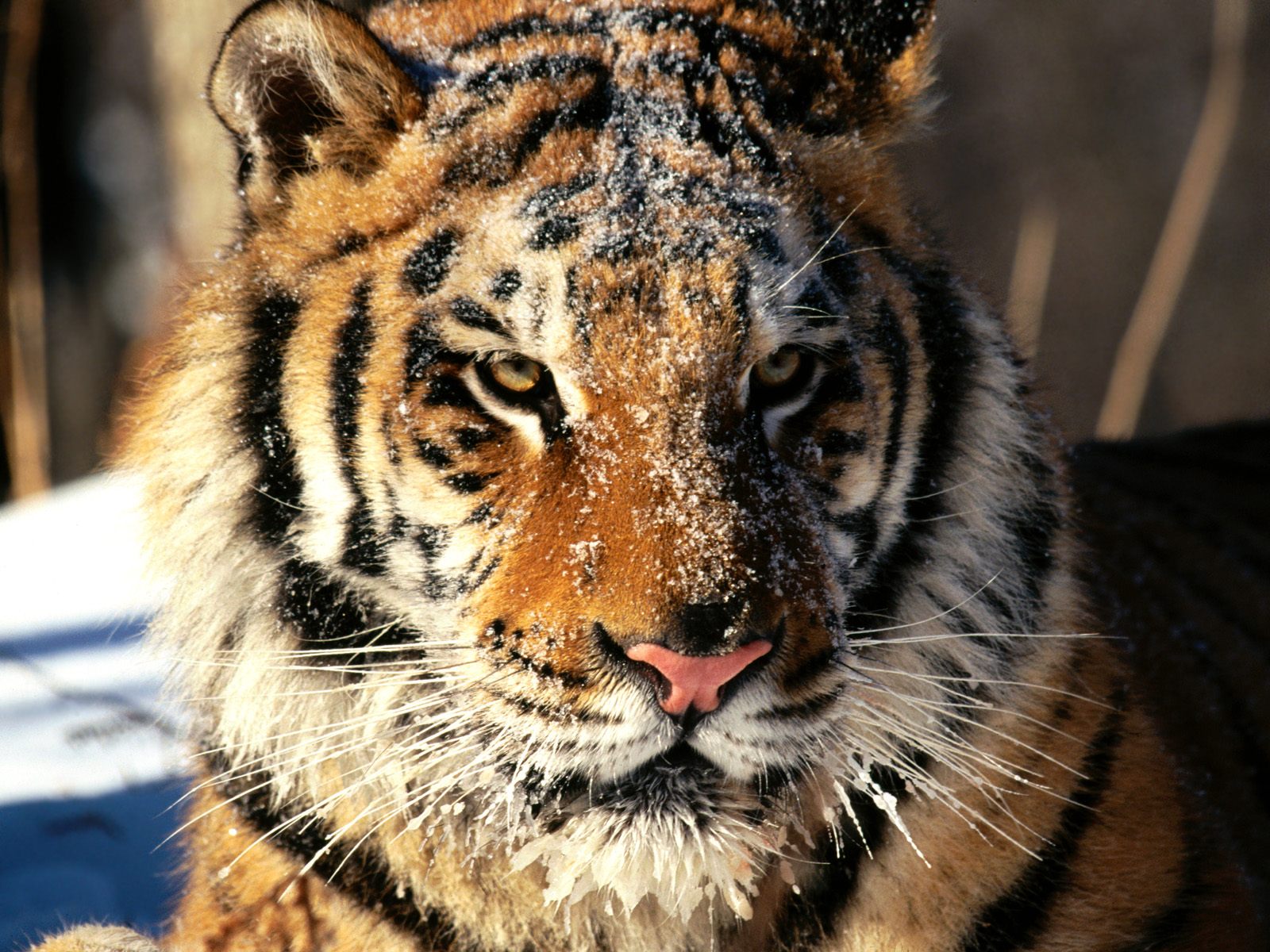 Handy-Wallpaper Tiere, Katzen, Tiger kostenlos herunterladen.