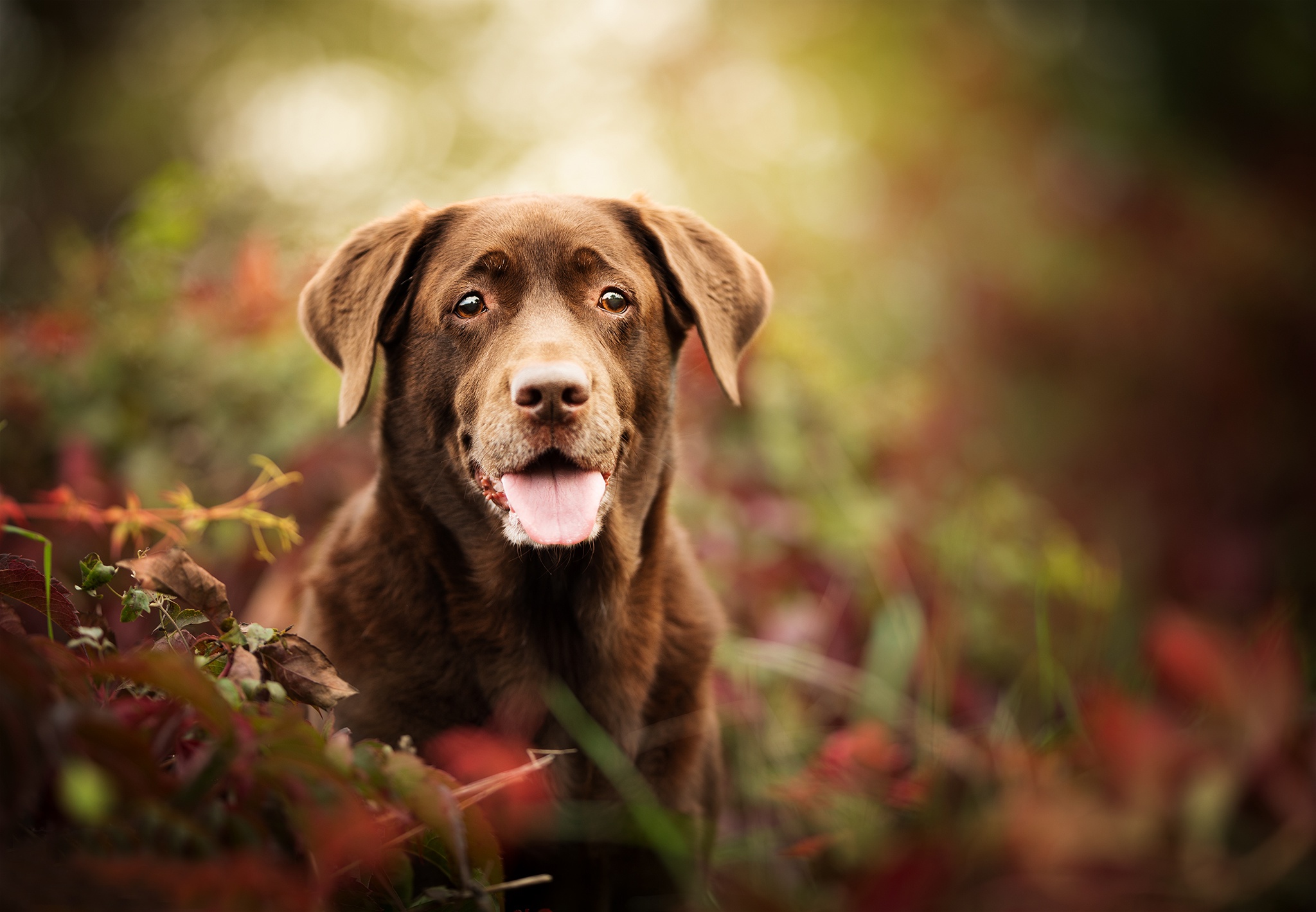 Download mobile wallpaper Dogs, Dog, Muzzle, Animal, Labrador Retriever, Stare for free.