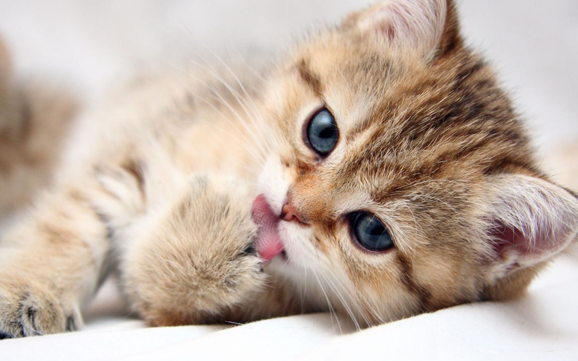 Free download wallpaper Cat, Animal on your PC desktop