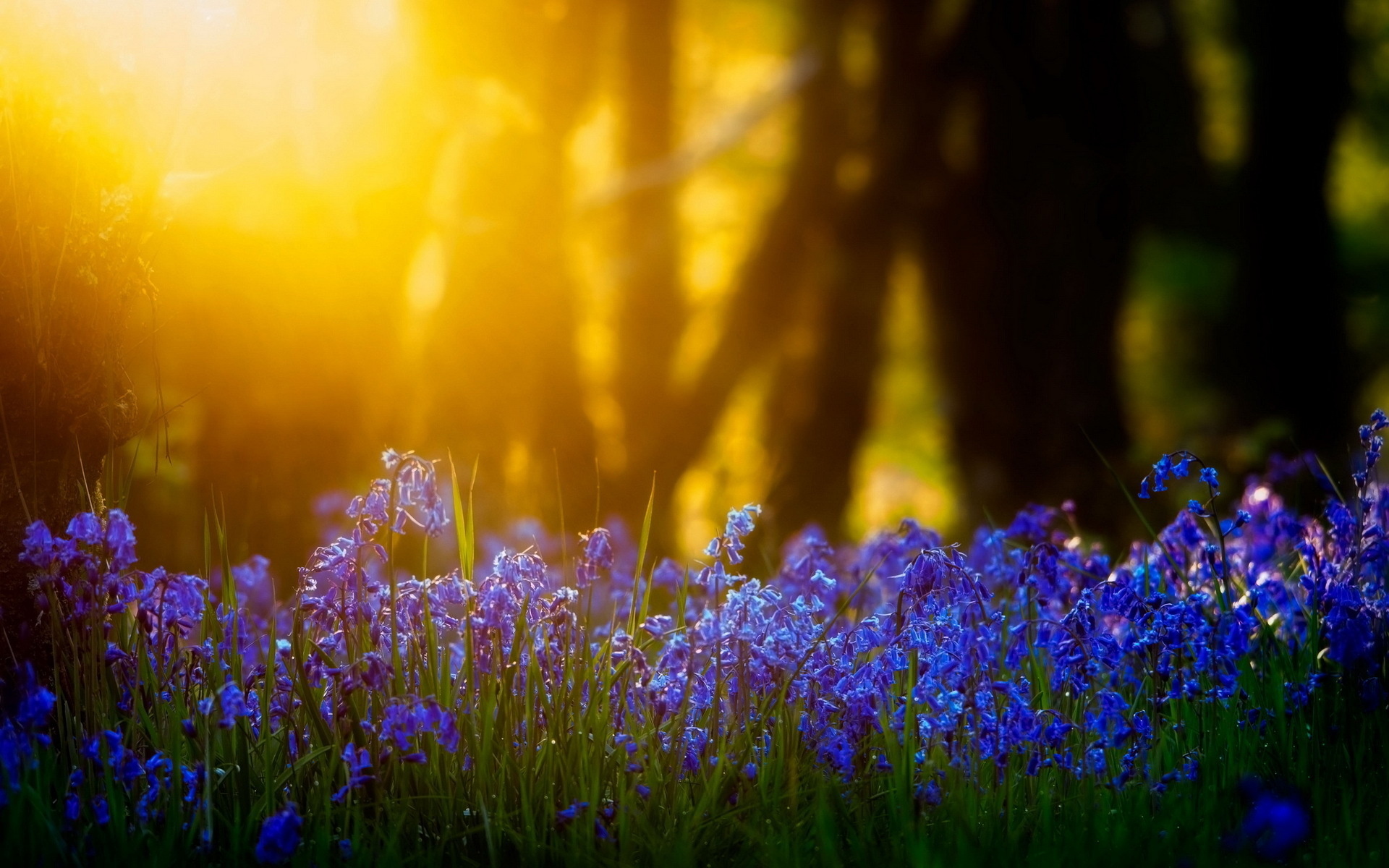 Laden Sie das Blumen, Blume, Erde/natur-Bild kostenlos auf Ihren PC-Desktop herunter