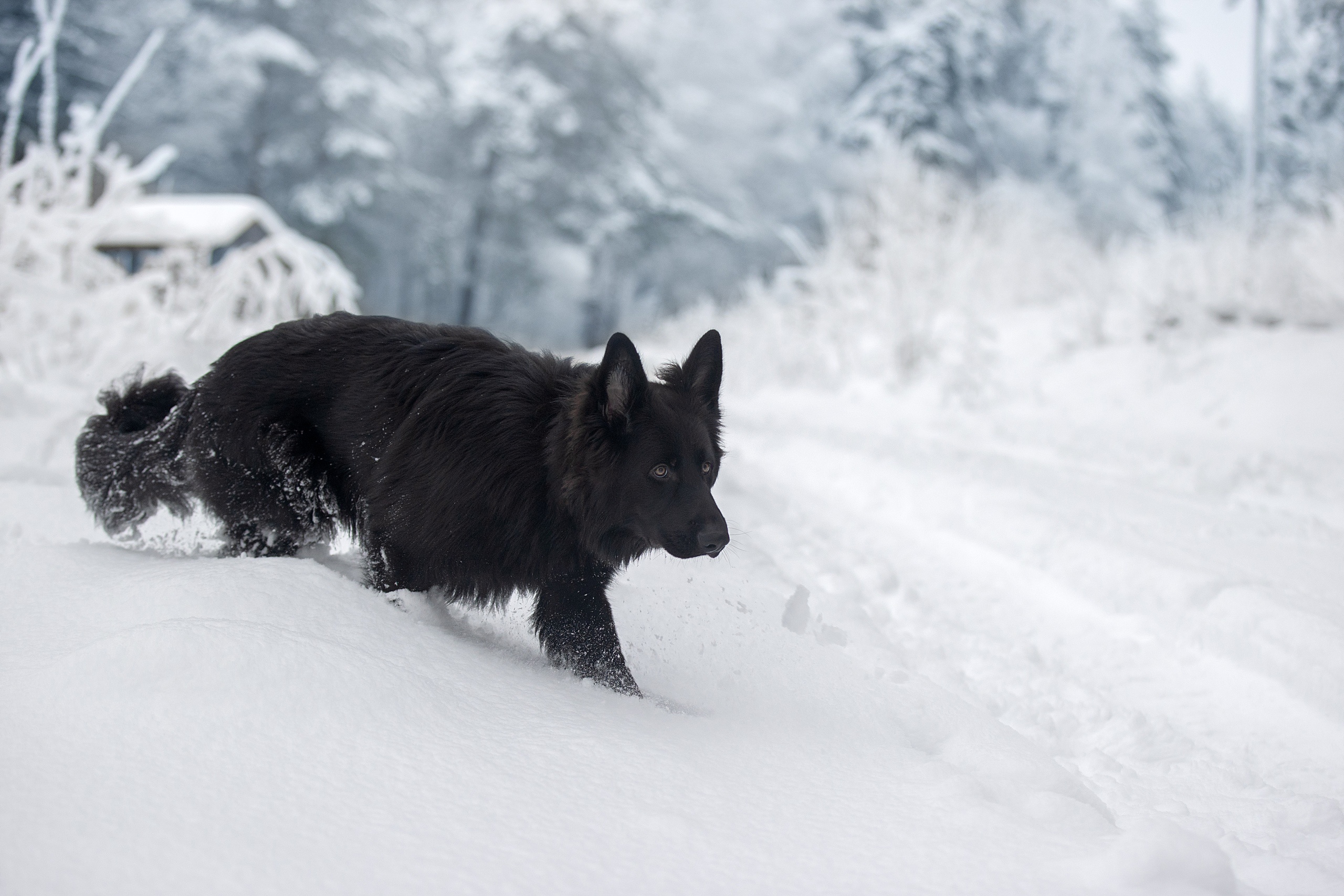 Download mobile wallpaper Winter, Dogs, Snow, Dog, Animal, German Shepherd for free.