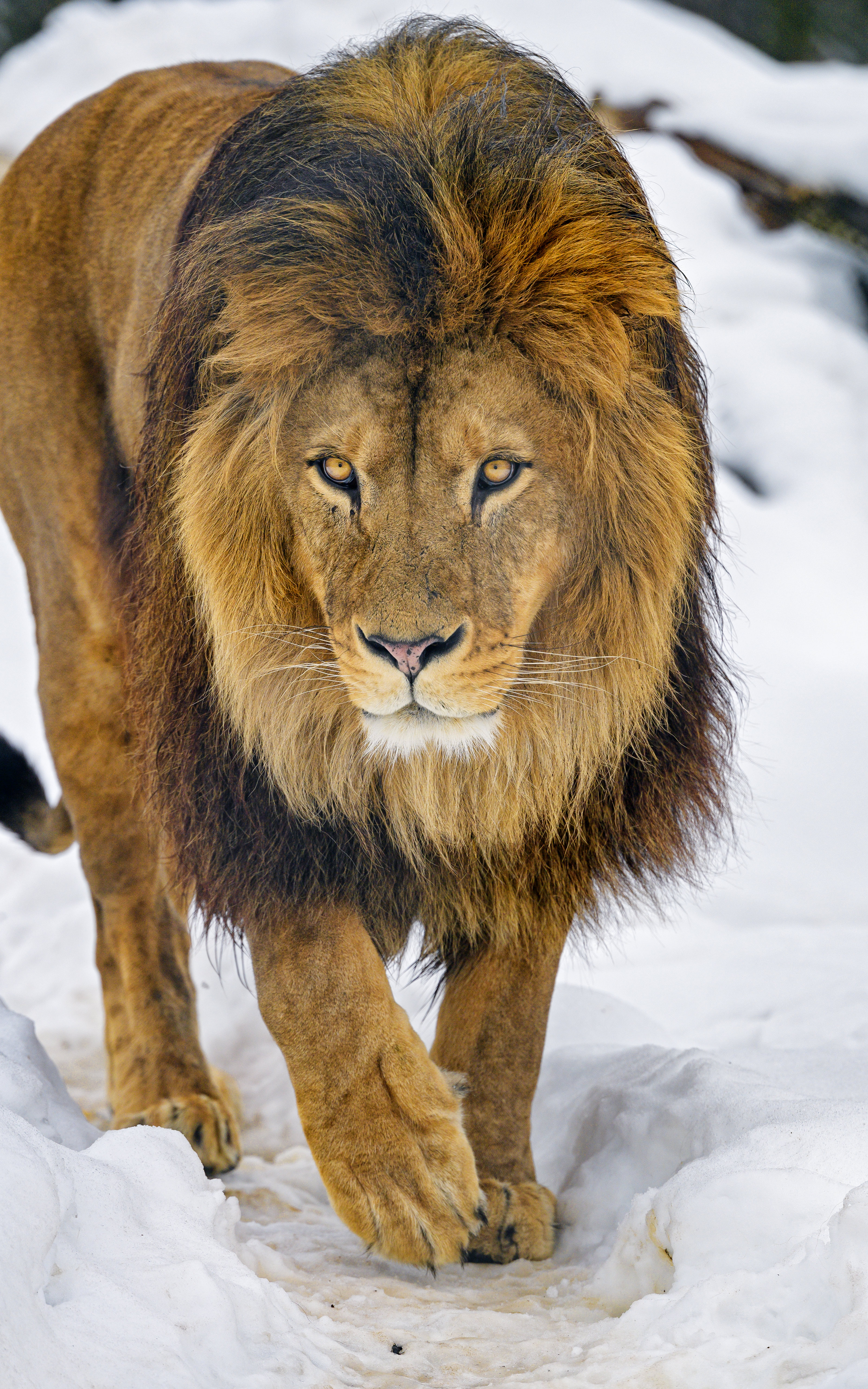 74218 télécharger l'image lion, animaux, marron, un lion, prédateur, vue, opinion, faune, animal - fonds d'écran et économiseurs d'écran gratuits