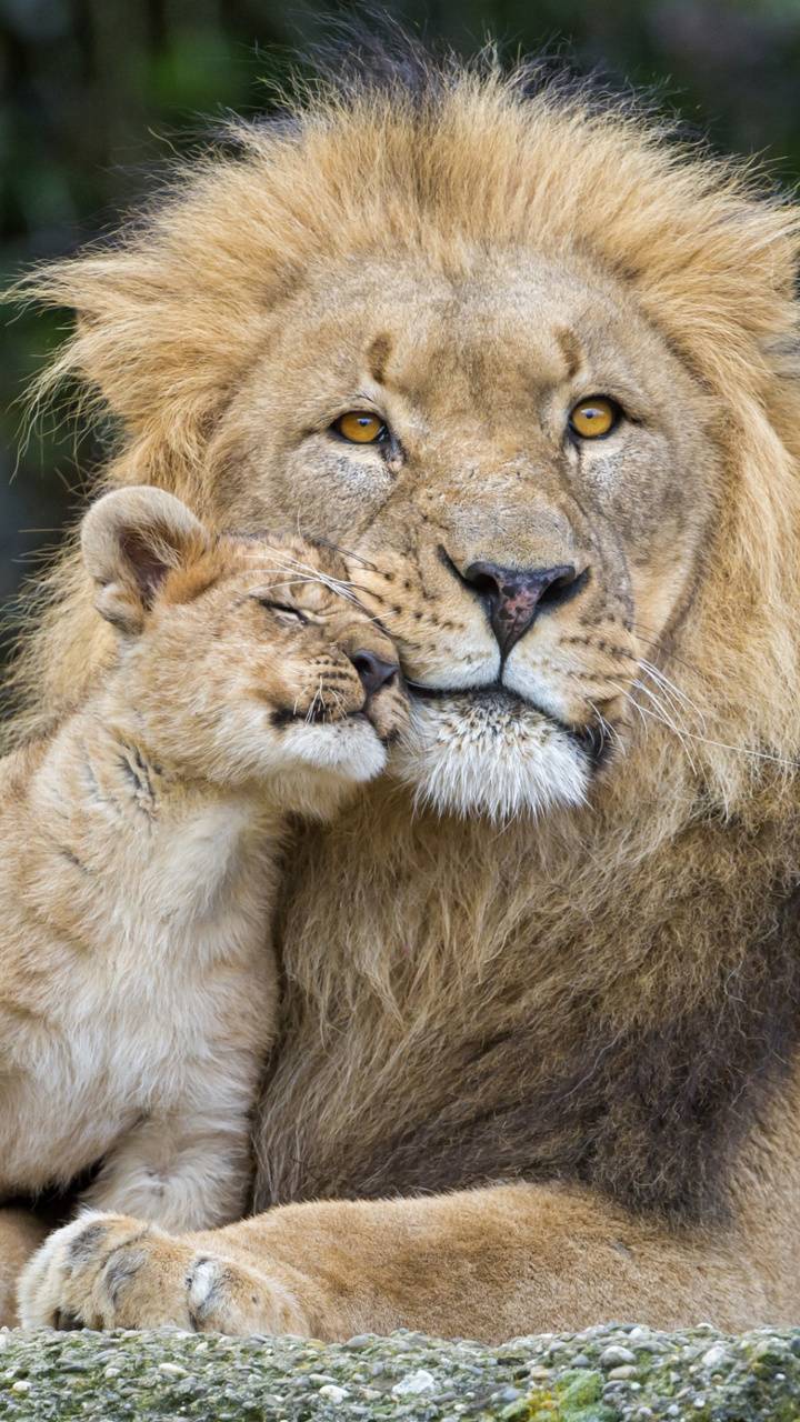 Download mobile wallpaper Cats, Love, Lion, Animal, Cute, Cub for free.