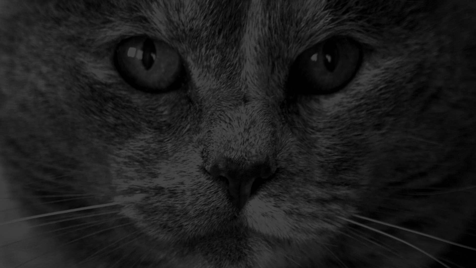 Descarga gratuita de fondo de pantalla para móvil de Gato, Gatos, Animales.