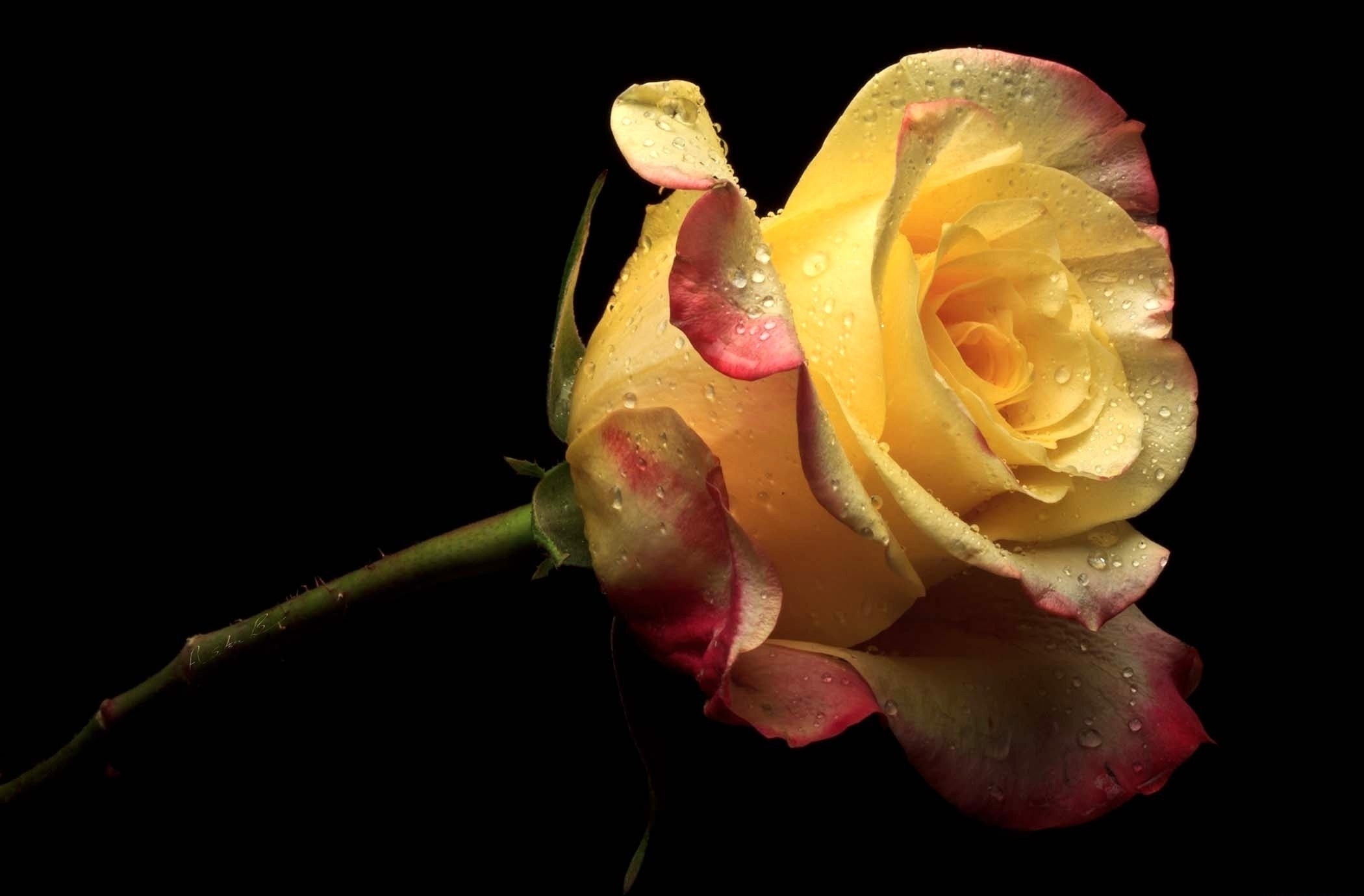Téléchargez des papiers peints mobile Pétales, Fleurs, Macro, Une Rose, Fleur, Rose gratuitement.