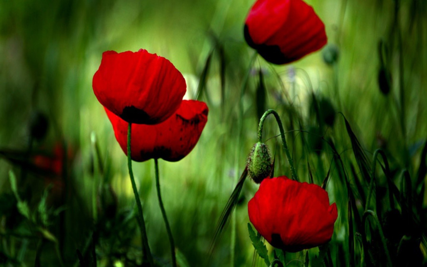 Free download wallpaper Plants, Poppies, Flowers on your PC desktop