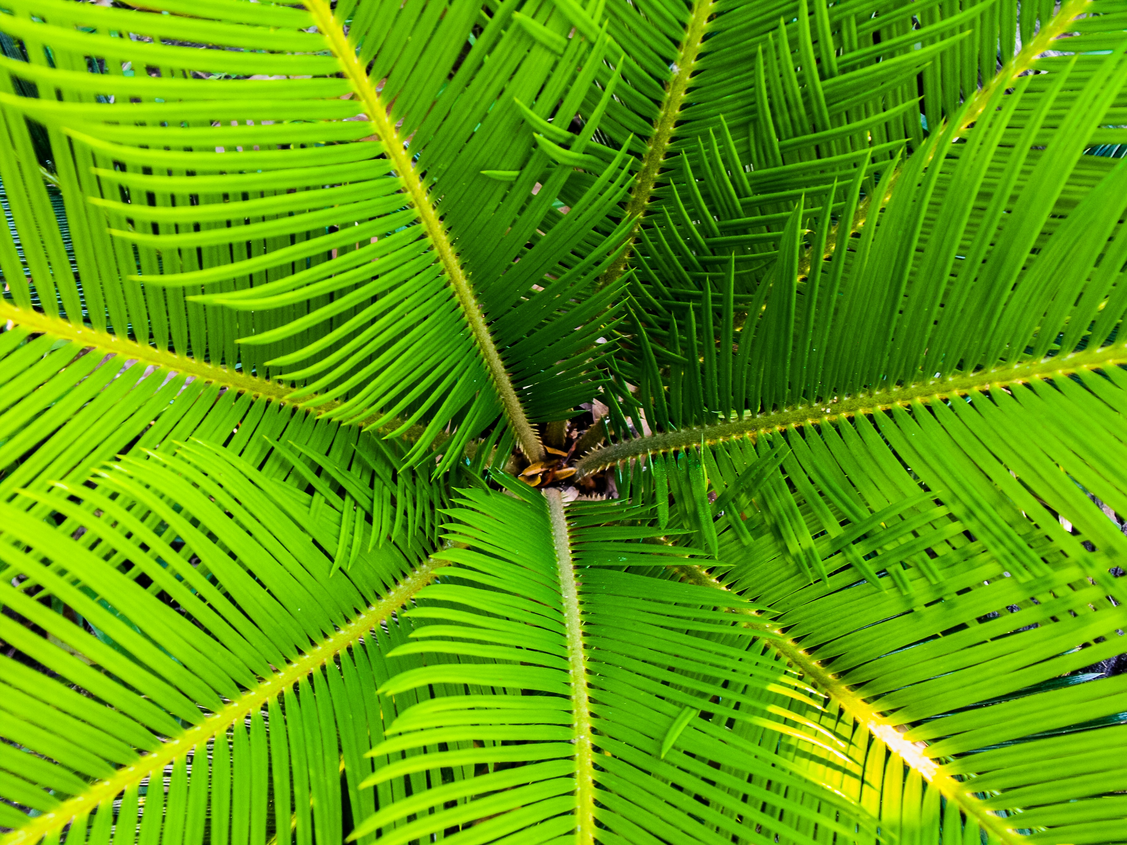 Download mobile wallpaper Branches, Nature, Palm, Leaves for free.