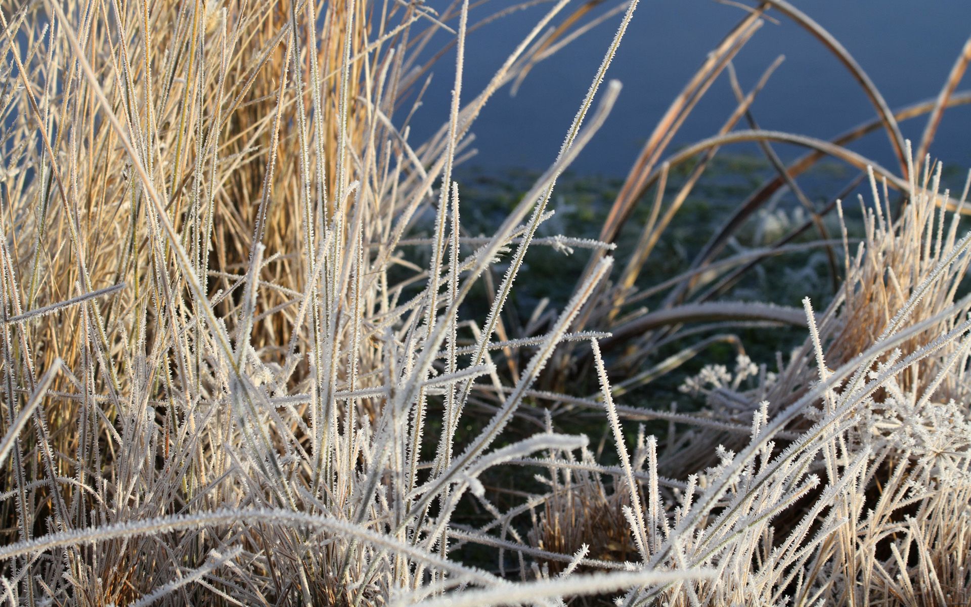 Download mobile wallpaper Frost, Hoarfrost, Grass, Macro, Plant for free.