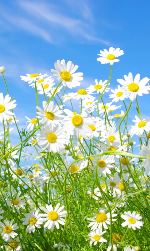 Скачати мобільні шпалери Квітка, Земля, Весна, Ромашка, Біла Квітка, Дейзі, Флауерзи безкоштовно.