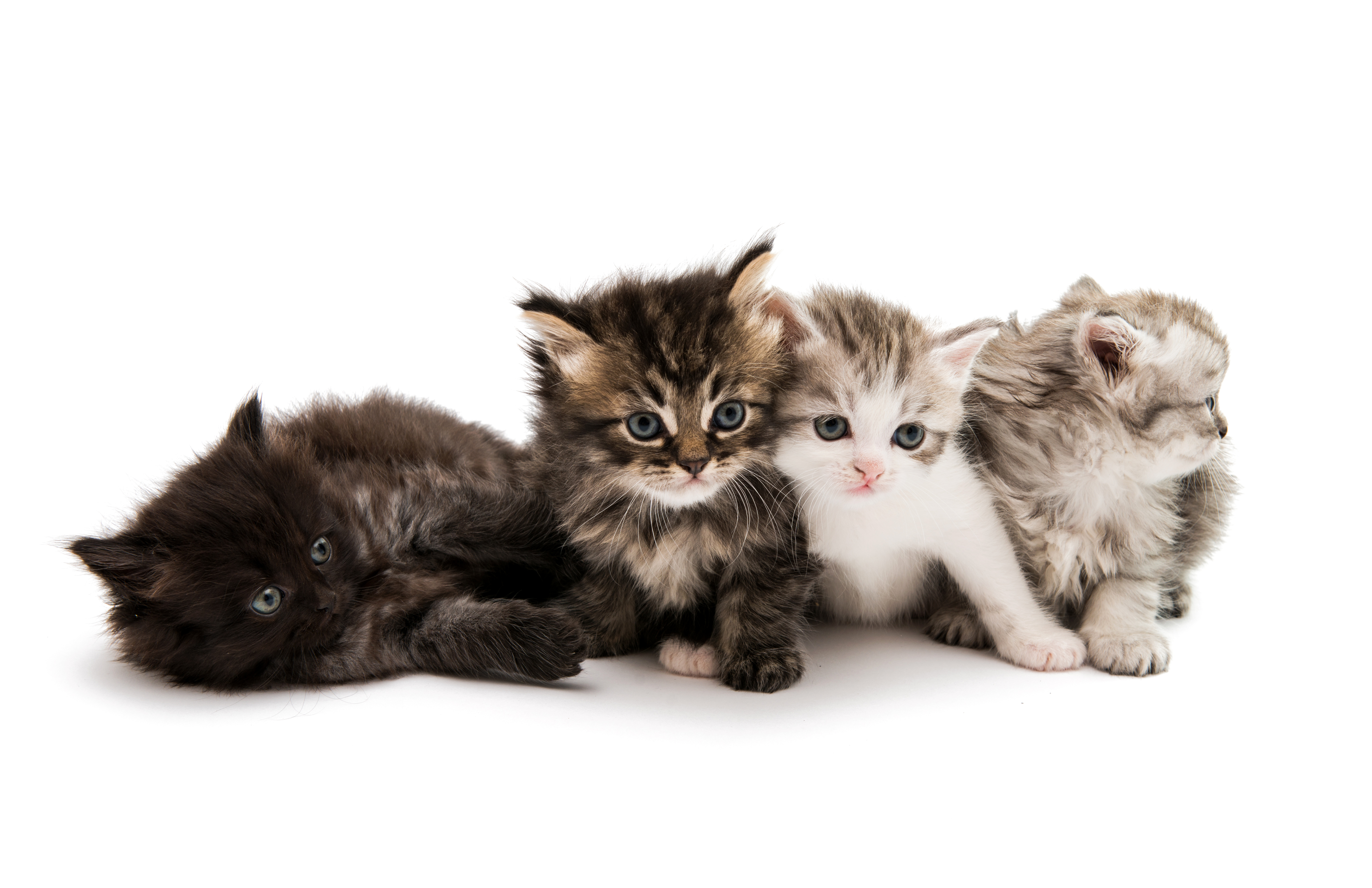 Handy-Wallpaper Tiere, Katzen, Katze, Kätzchen, Süß, Tierbaby kostenlos herunterladen.