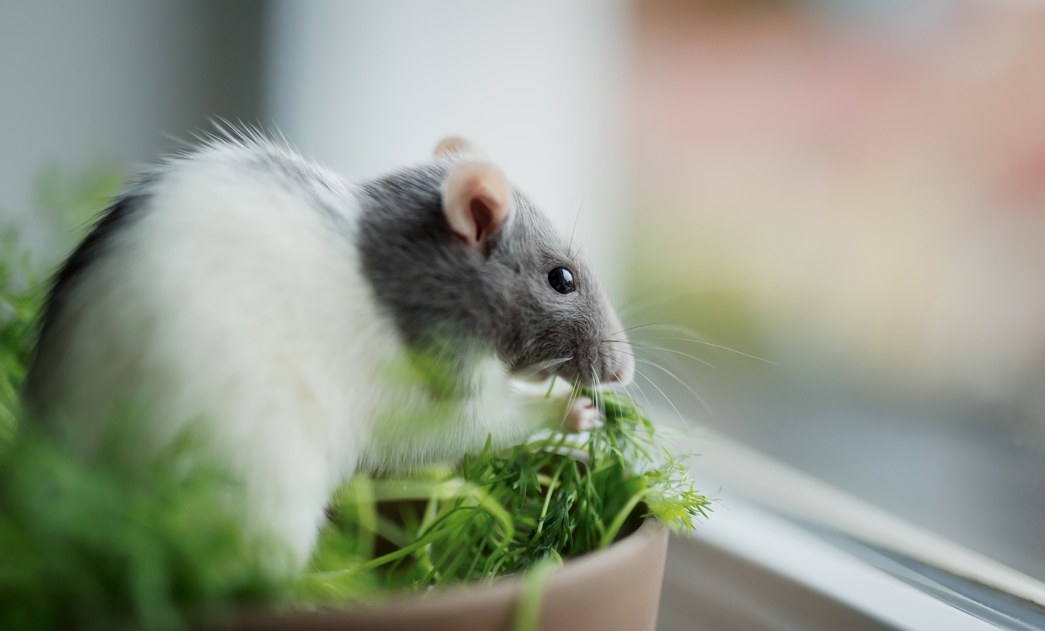 Laden Sie das Tiere, Maus, Nagetier, Ratte-Bild kostenlos auf Ihren PC-Desktop herunter