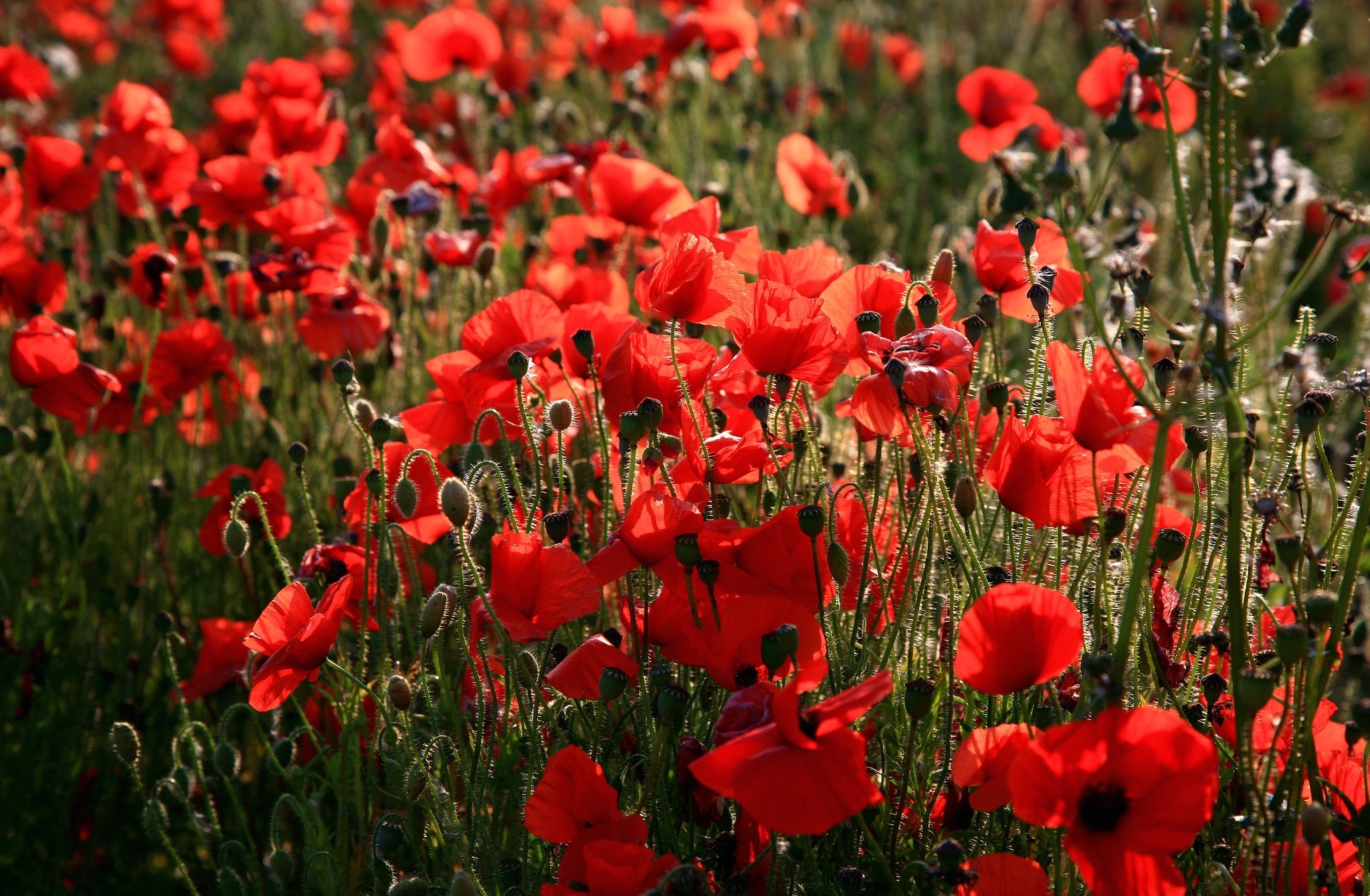 Free download wallpaper Flowers, Earth, Poppy on your PC desktop