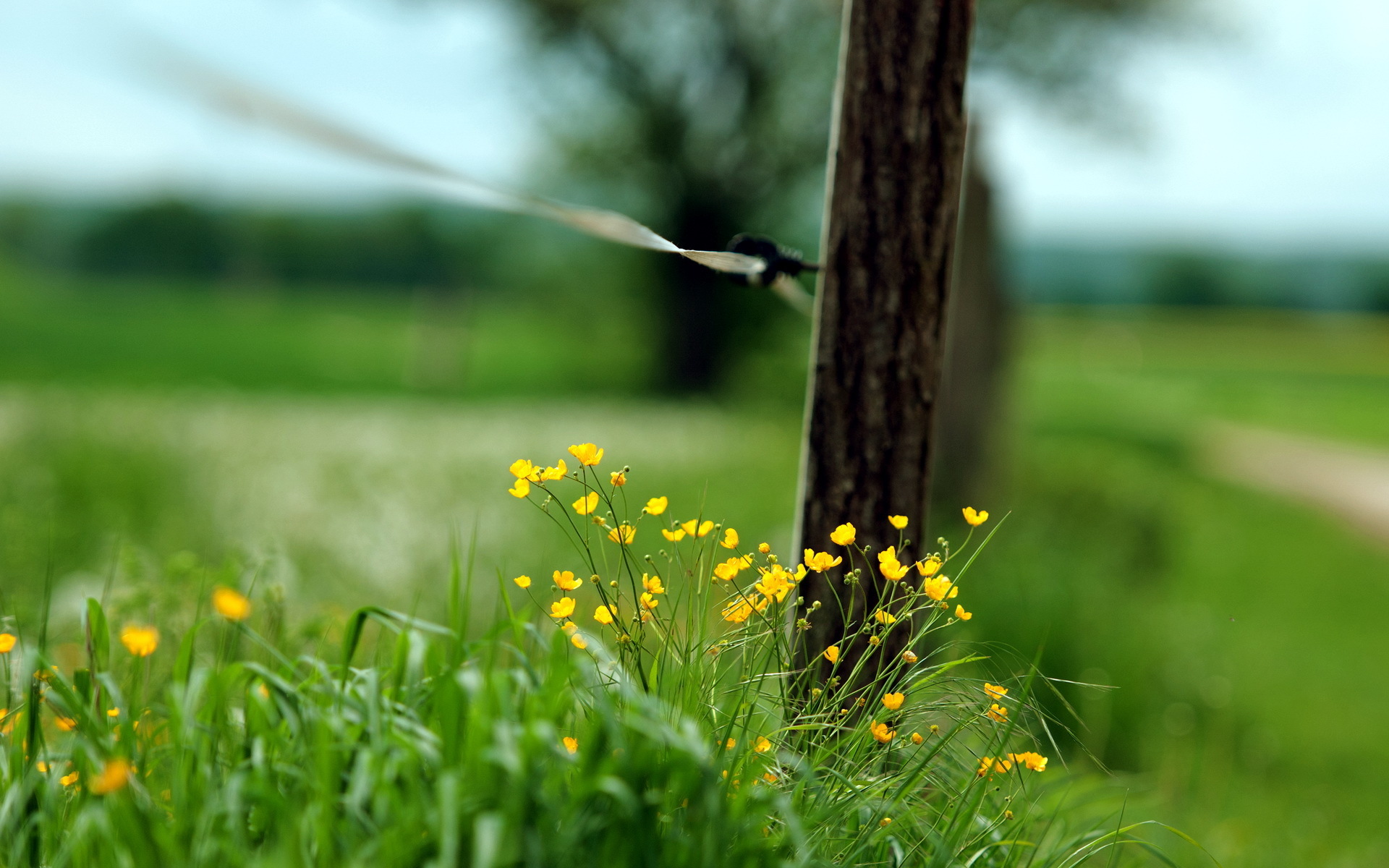 Free download wallpaper Flowers, Flower, Earth on your PC desktop