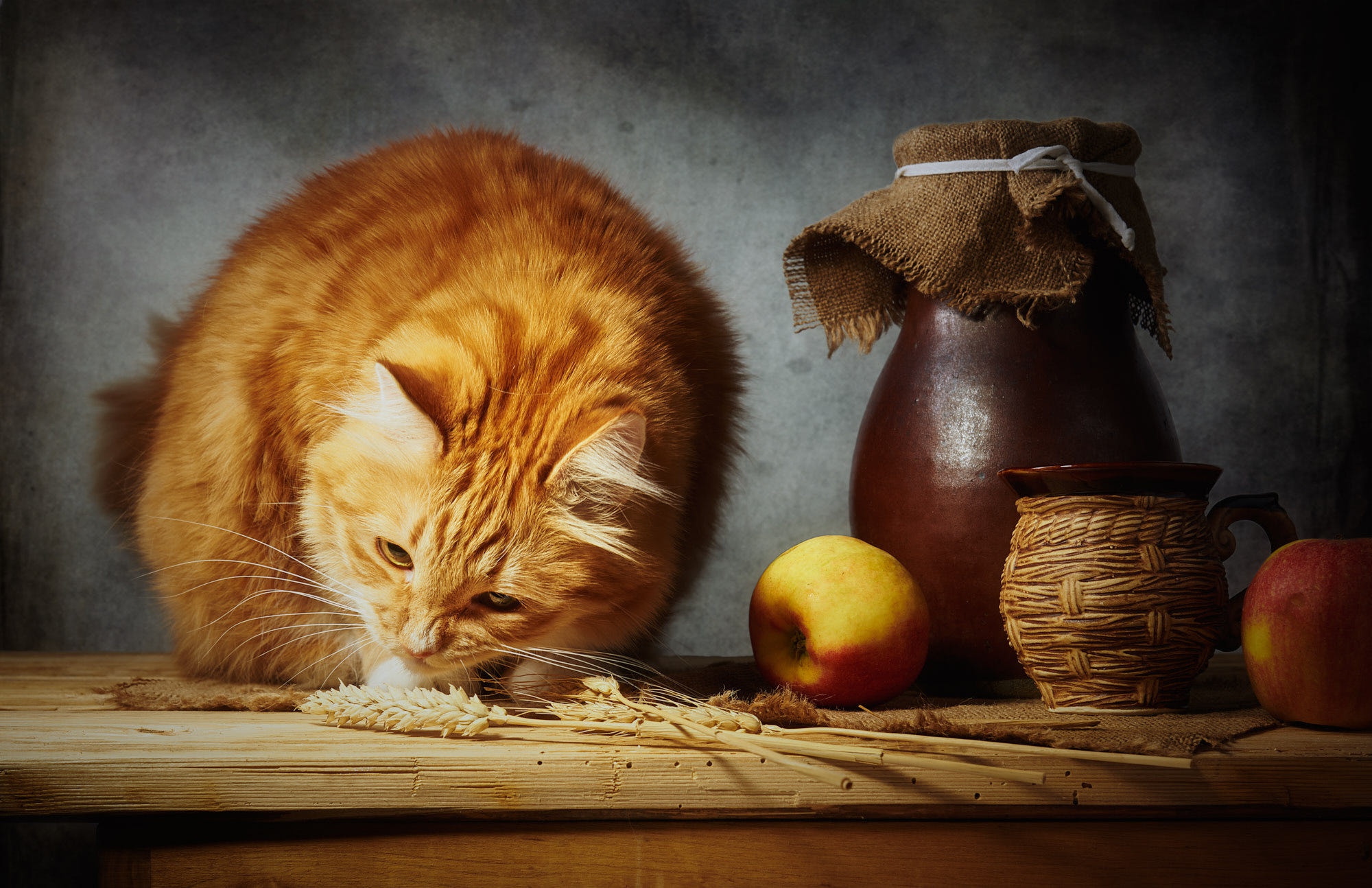 Baixe gratuitamente a imagem Animais, Gatos, Gato na área de trabalho do seu PC