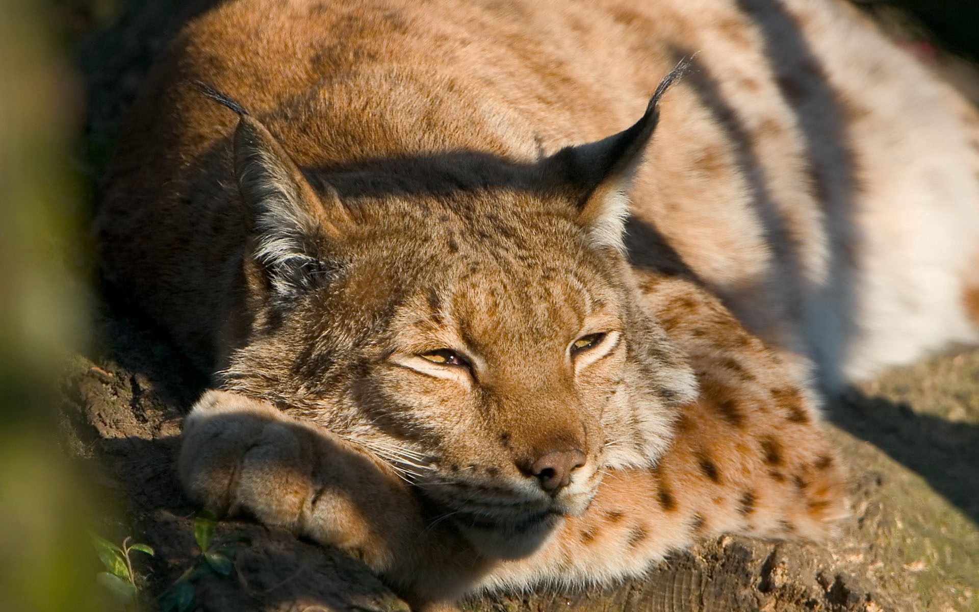 Download mobile wallpaper Iris, Spotty, Lie, Spotted, Predator, To Lie Down, Animals, Big Cat for free.