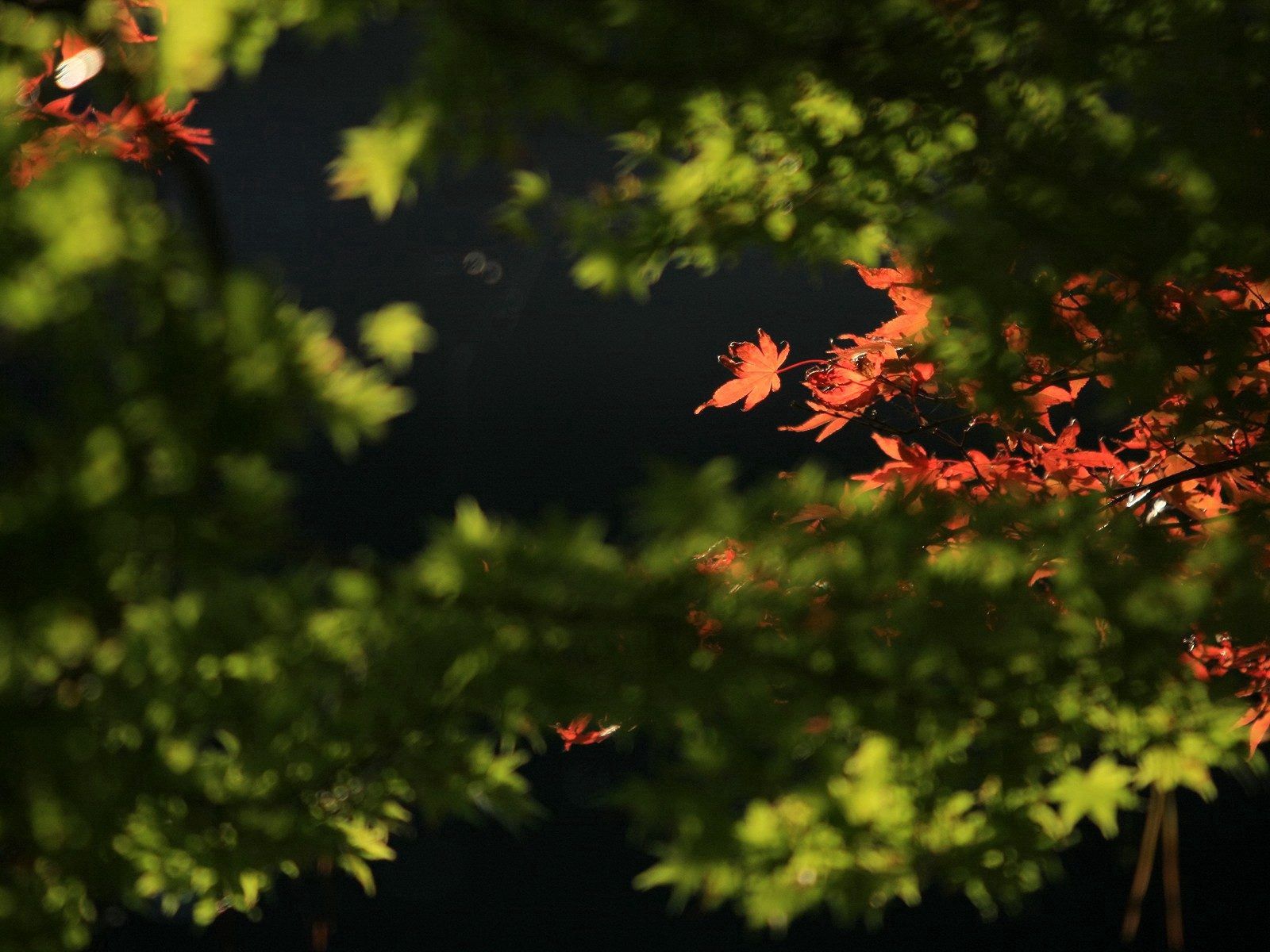 Скачать обои бесплатно Ветки, Природа, Листья, Осень картинка на рабочий стол ПК