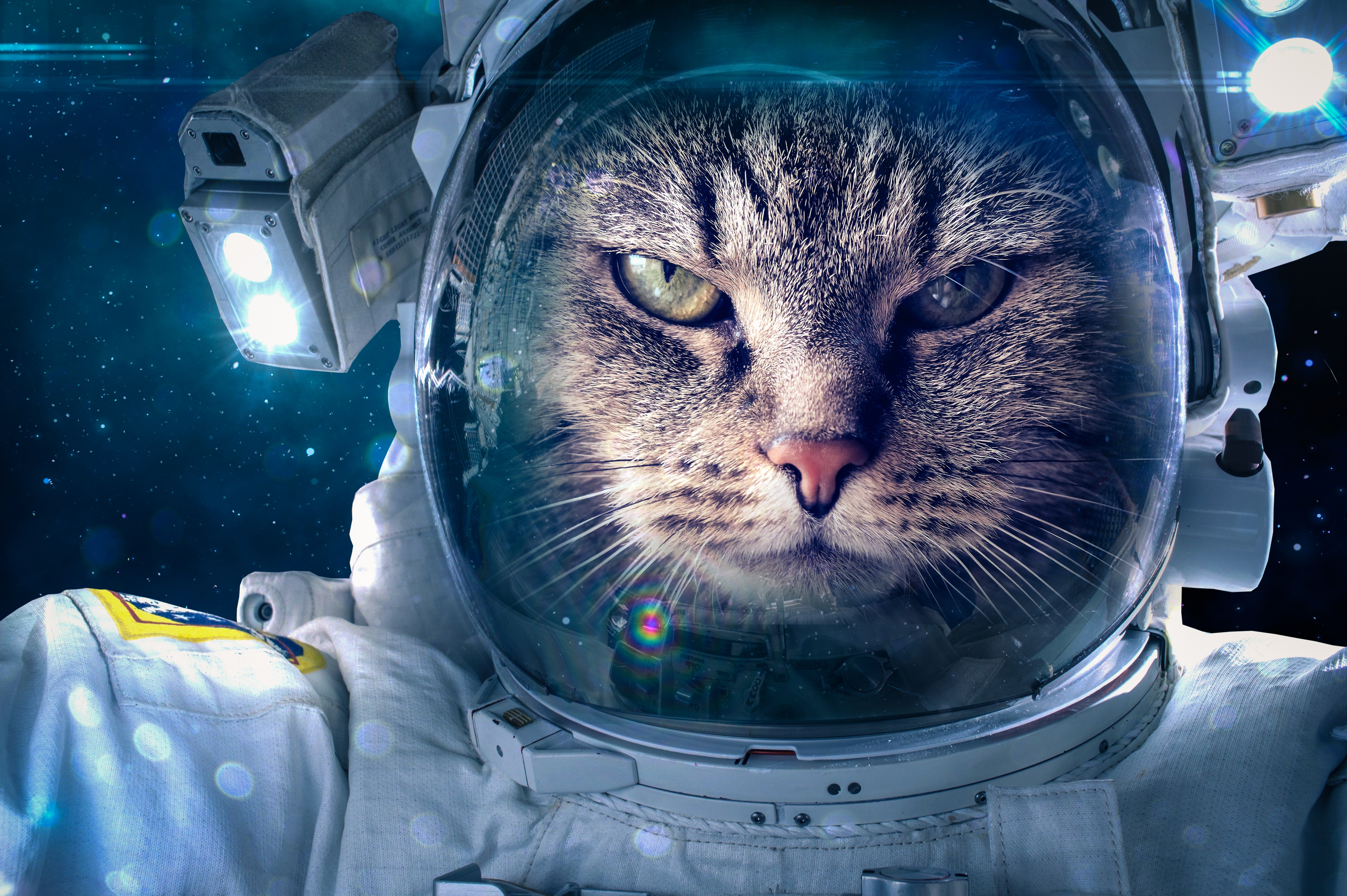 Handy-Wallpaper Humor, Katzen, Katze, Astronaut kostenlos herunterladen.