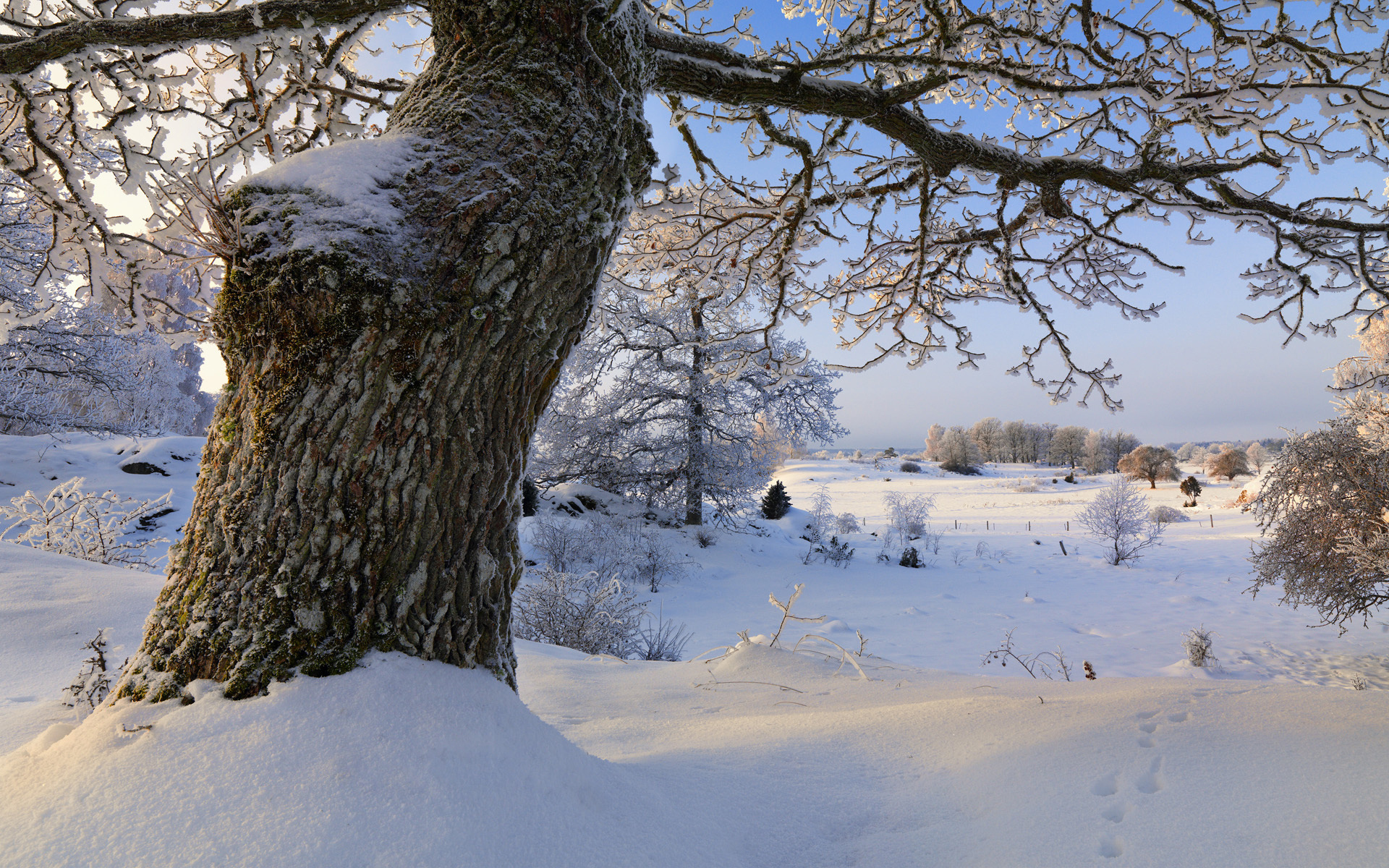 307959 Bild herunterladen erde/natur, baum, schnee, schweden, winter, bäume - Hintergrundbilder und Bildschirmschoner kostenlos