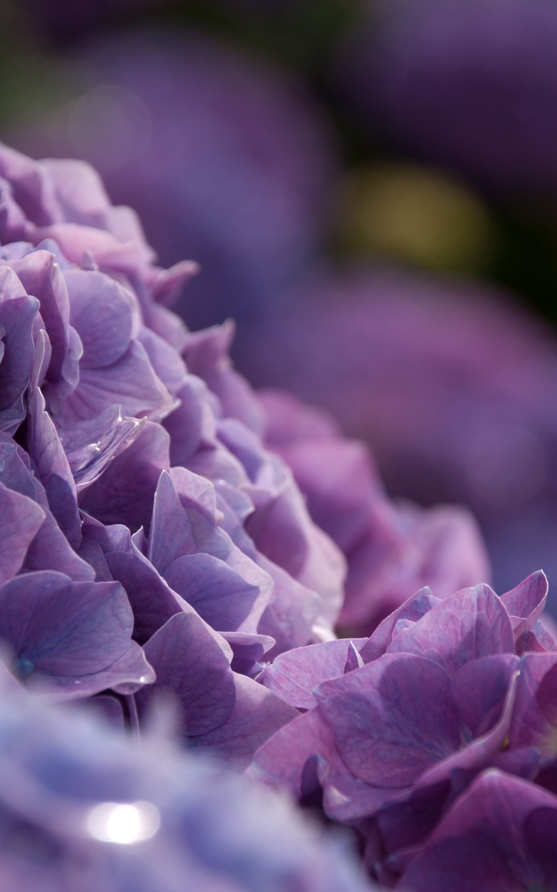 Descarga gratuita de fondo de pantalla para móvil de Flores, Hortensia, Tierra/naturaleza.