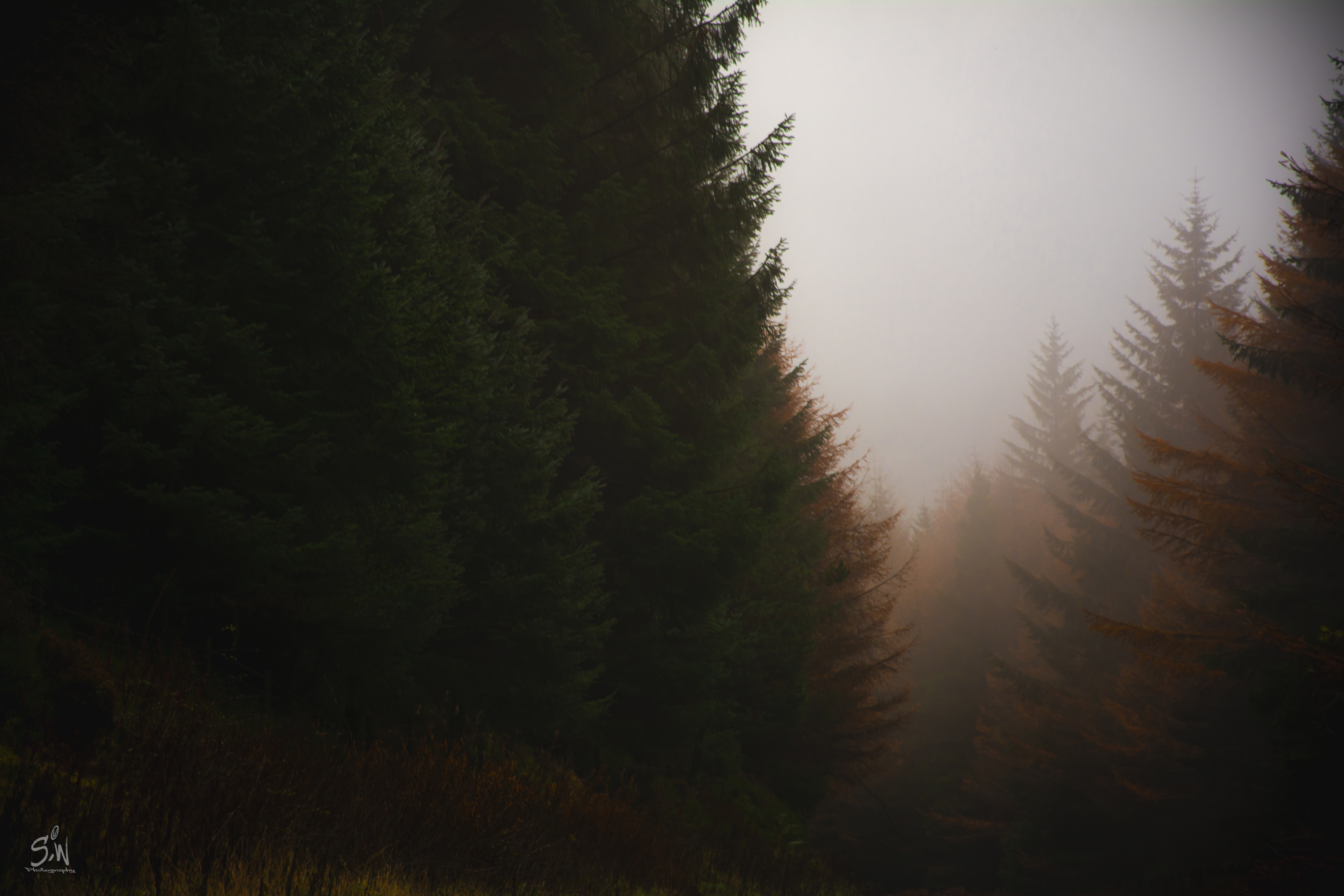 PCデスクトップに自然, 秋, 針葉樹, 木, 森林, 森, 霧画像を無料でダウンロード