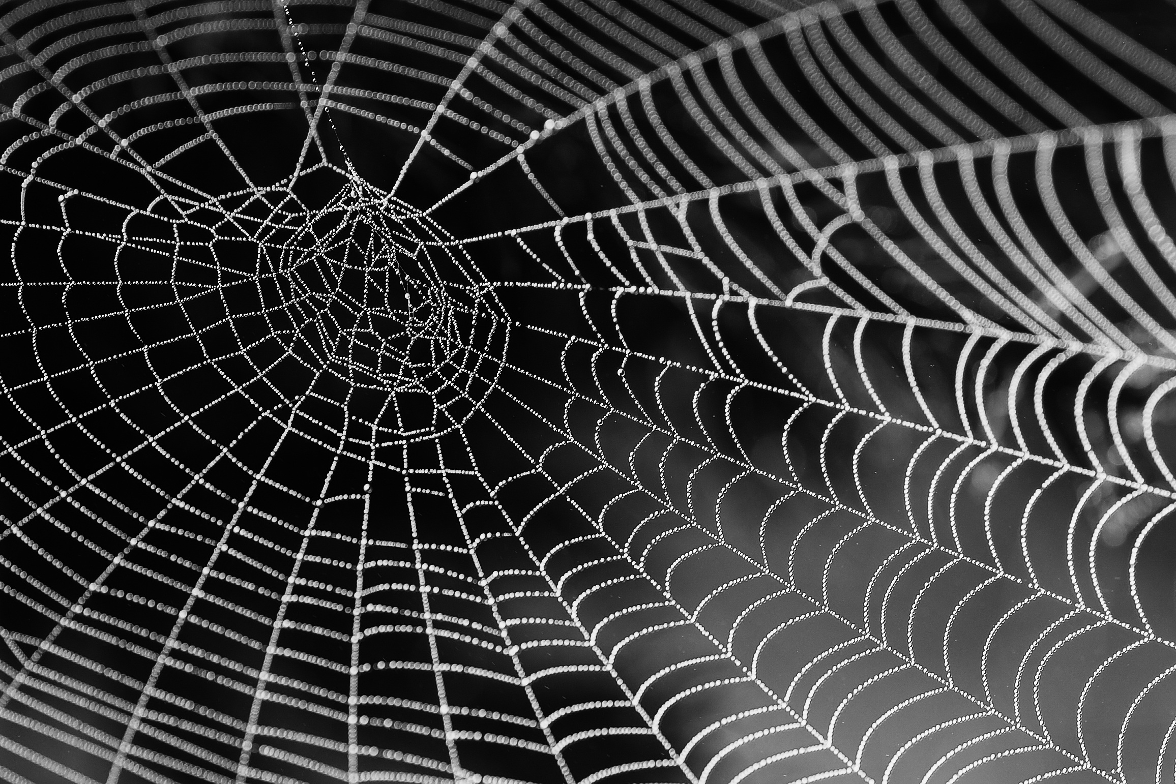 Free download wallpaper Close Up, Photography, Black & White, Spider Web on your PC desktop