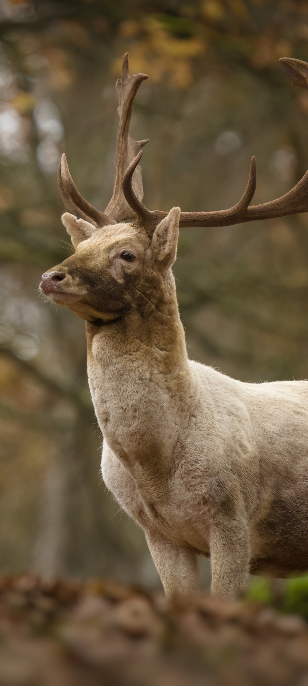 Handy-Wallpaper Tiere, Hirsch kostenlos herunterladen.