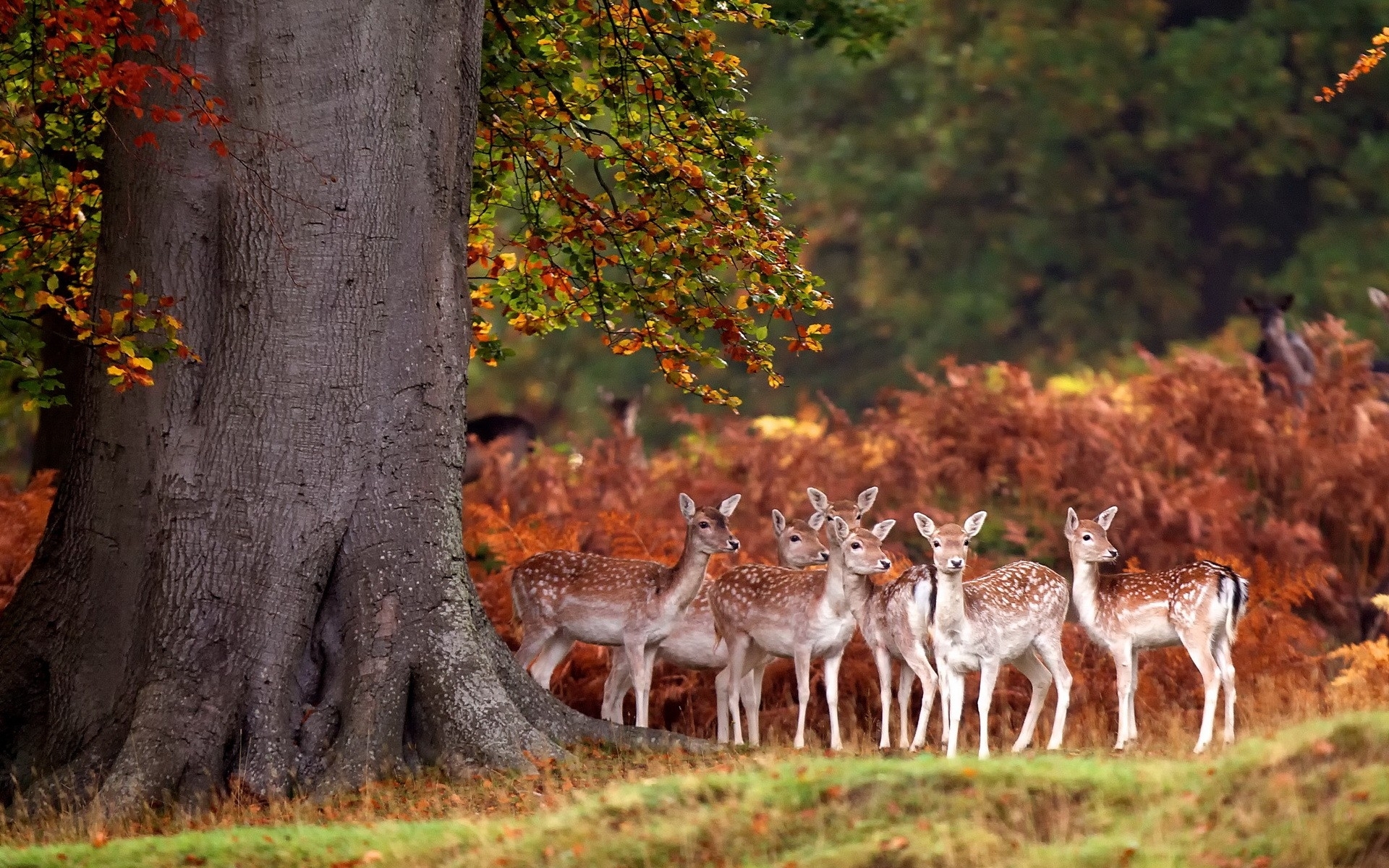 Laden Sie das Tiere, Hirsch-Bild kostenlos auf Ihren PC-Desktop herunter