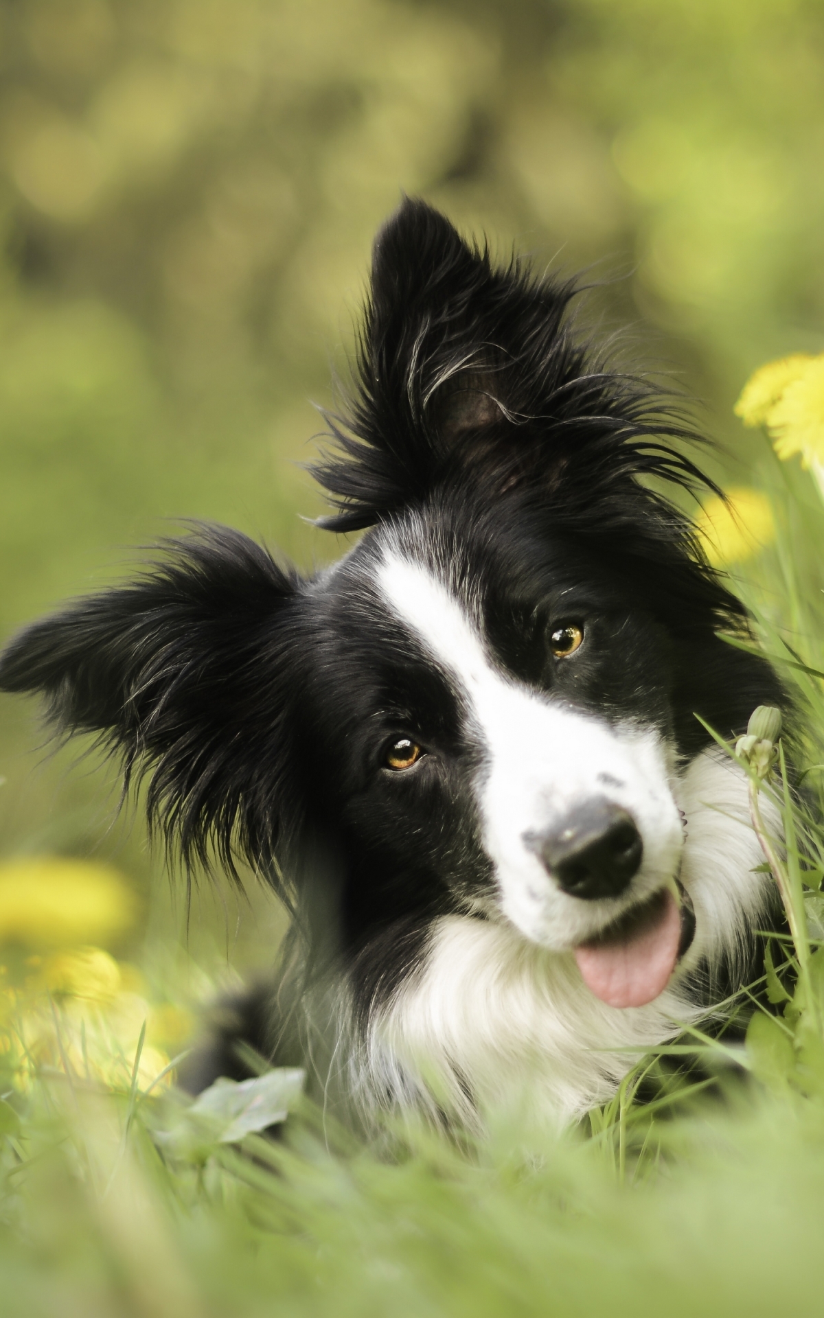 Download mobile wallpaper Dogs, Dog, Animal, Bokeh, Dandelion, Border Collie for free.