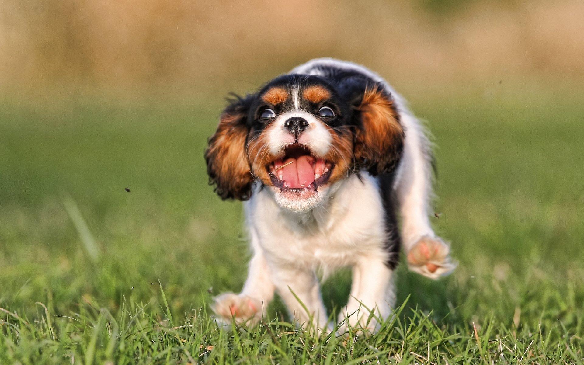 Baixar papel de parede para celular de Animais, Cães, Cão gratuito.