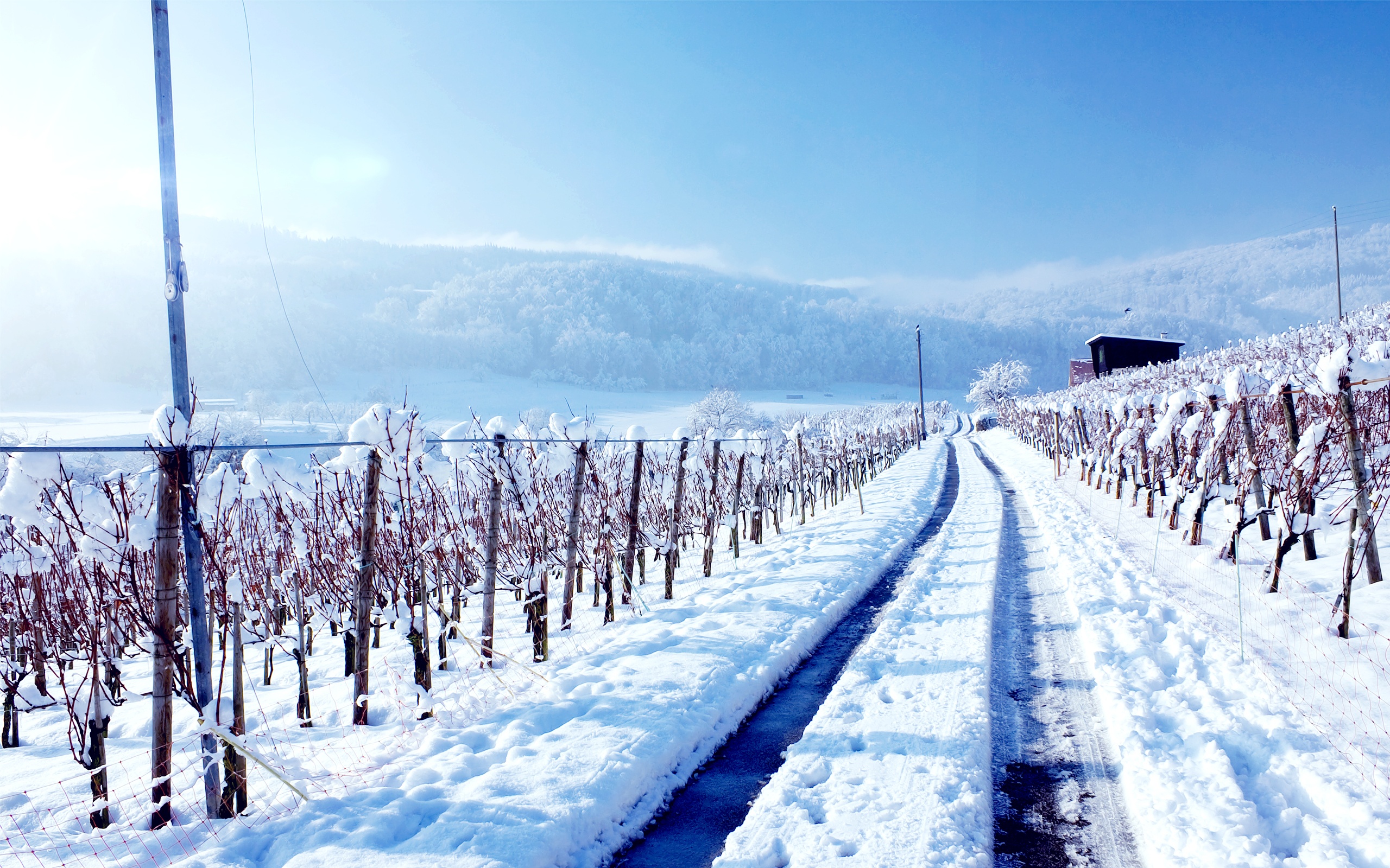 Free download wallpaper Landscape, Winter, Snow, Vineyard, Man Made on your PC desktop